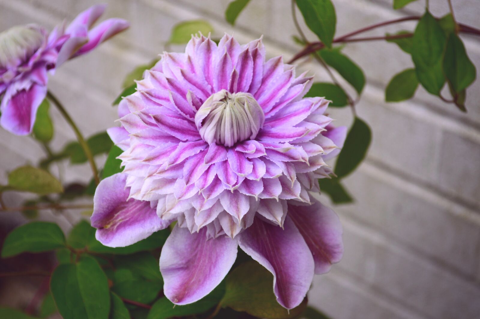 Nikon D3200 sample photo. Clematis, josephine, climber photography