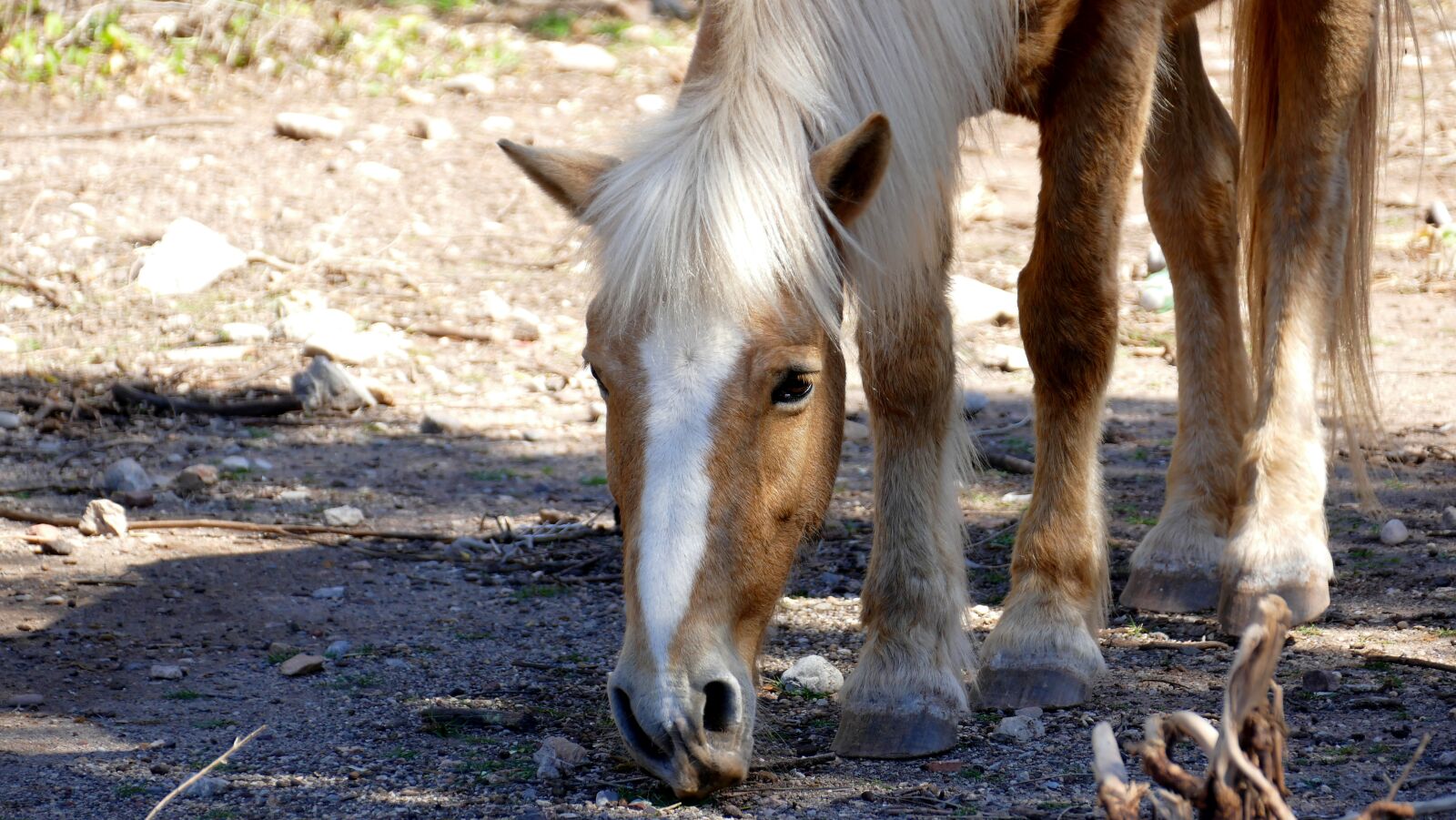 Panasonic Lumix DMC-FZ1000 sample photo. Animal, horse, head photography