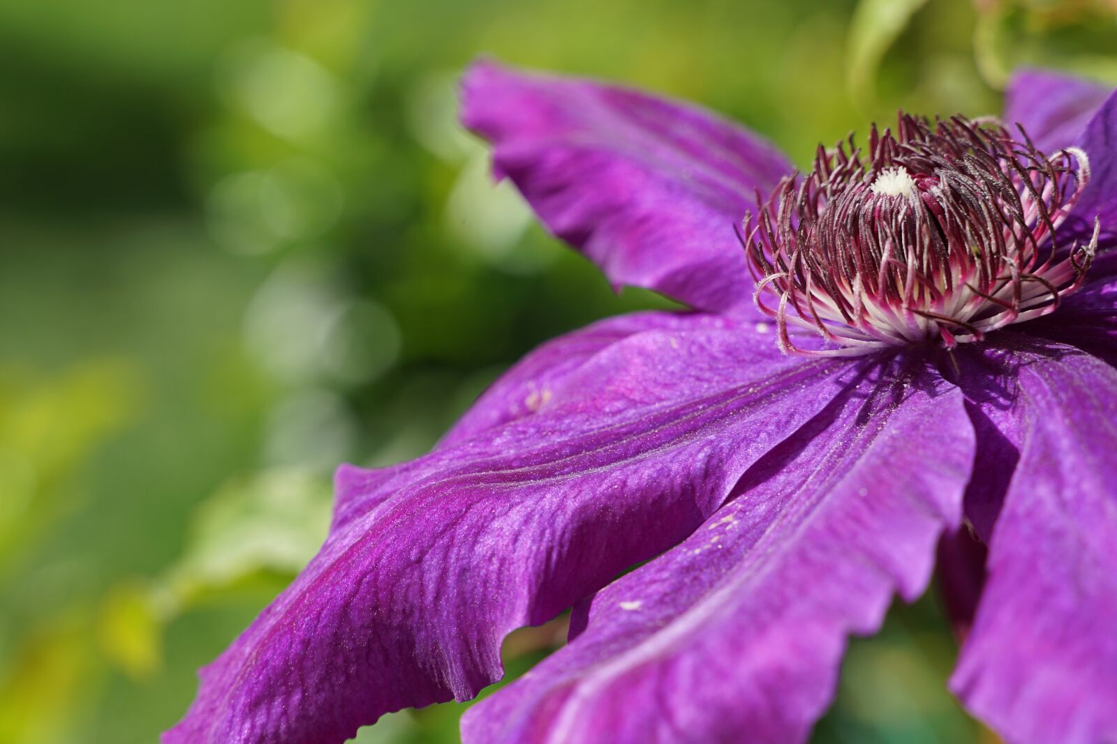 Sony a7 II sample photo. Clematis, creeper, purple photography