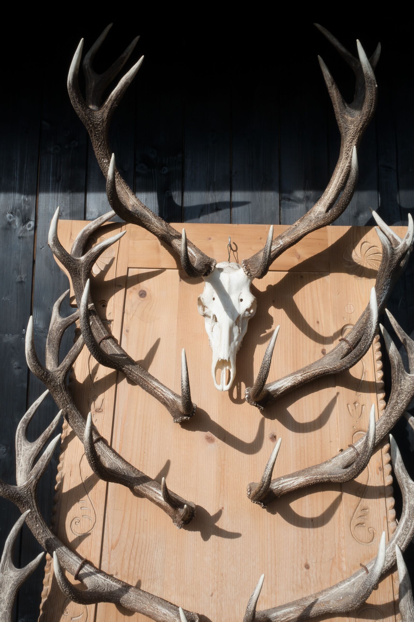 Sony Cyber-shot DSC-RX100 III sample photo. Antler, hirsch, trophy photography