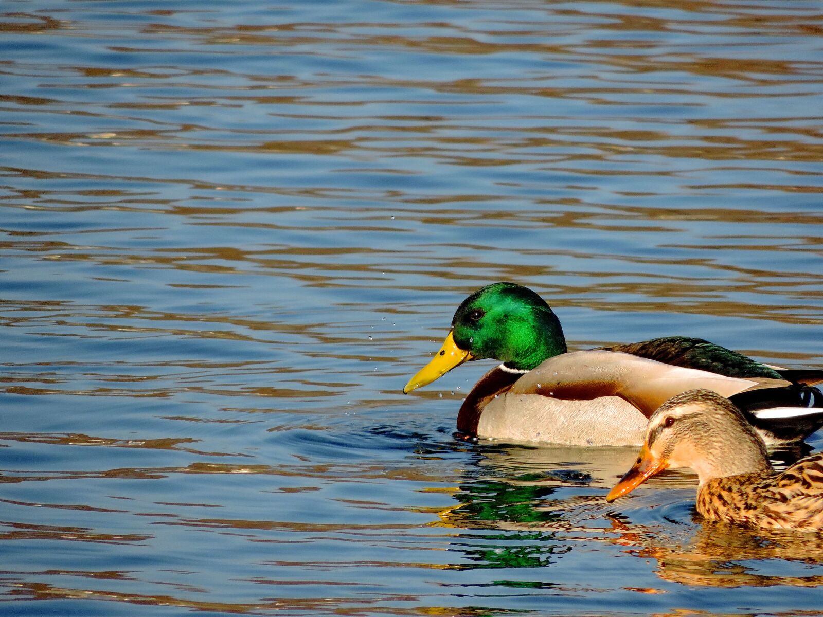 Nikon Coolpix P520 sample photo. Lake, beak, water, duck photography