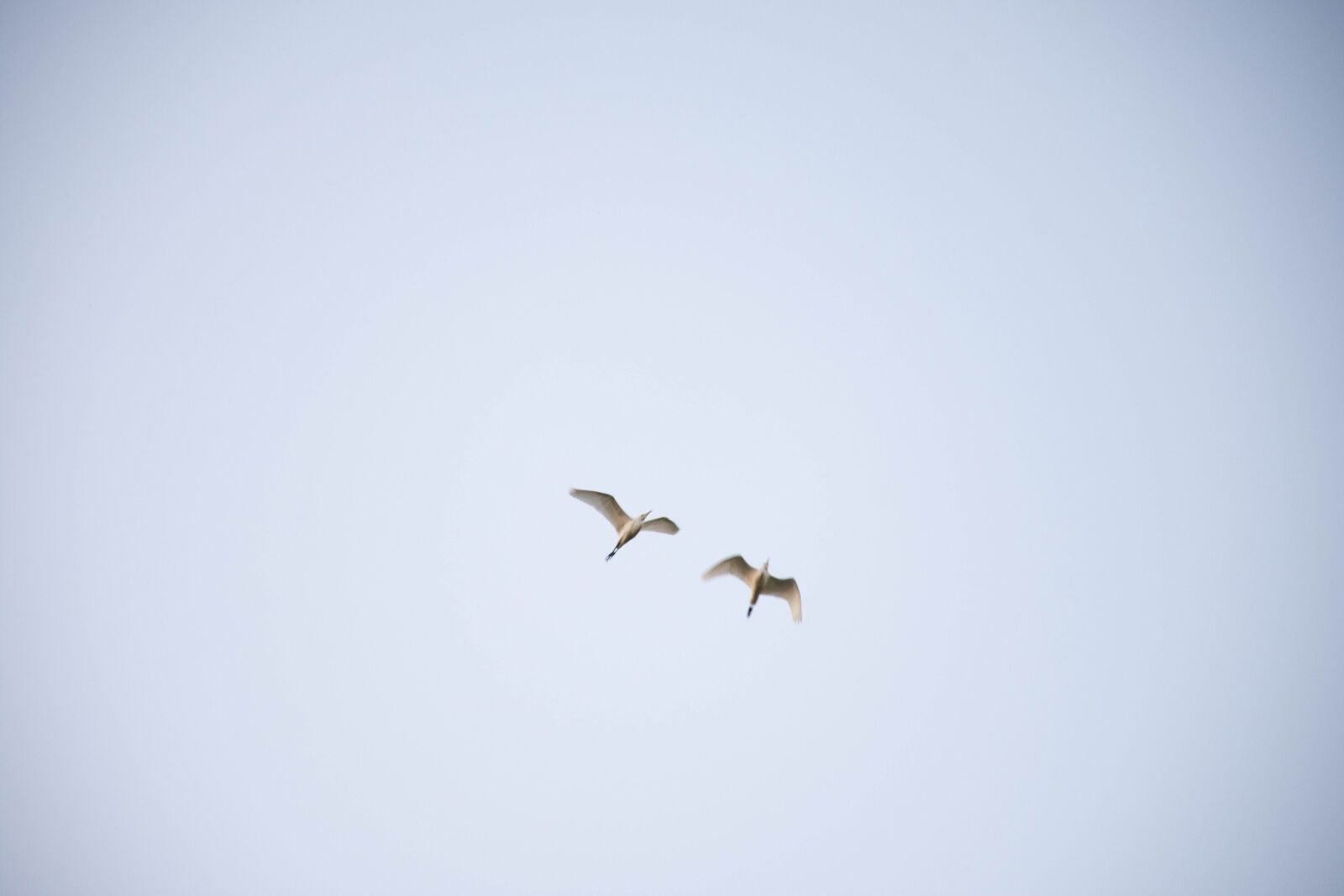 Nikon D7200 sample photo. Bird, sky, freedom photography