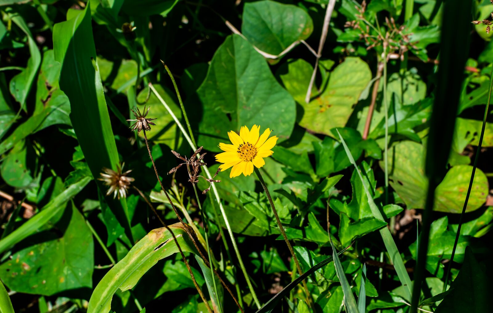 Nikon D3200 sample photo. Sphagneticola trilobata, flower, yellow photography