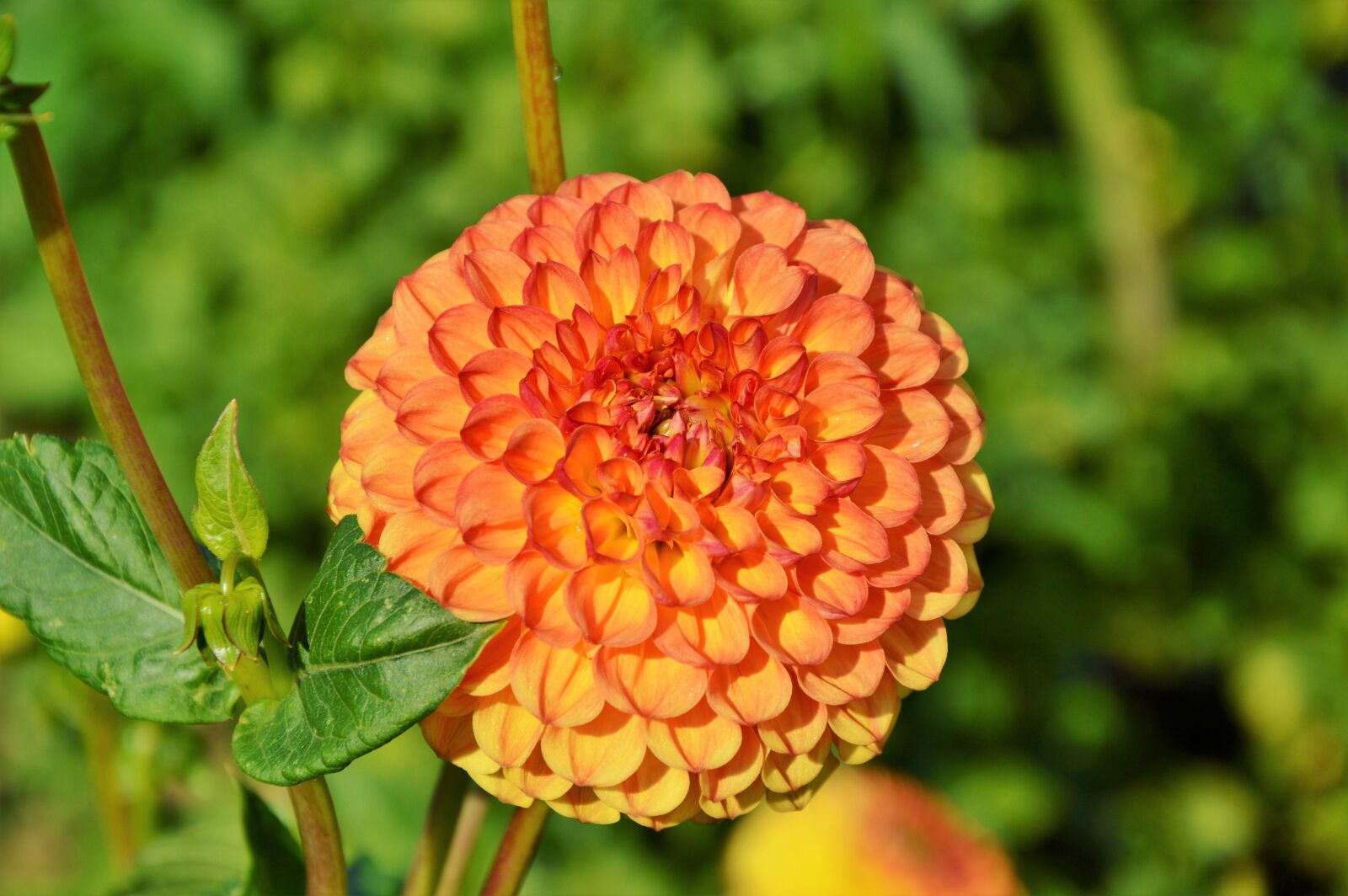 Nikon D3200 sample photo. Dahlia, dahlia flower, flower photography