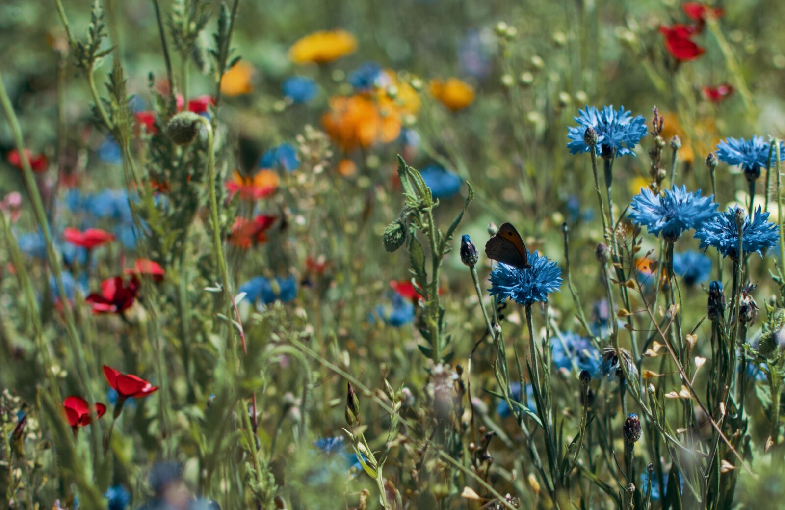 Nikon D5300 sample photo. Color, colorful flowers, nature photography