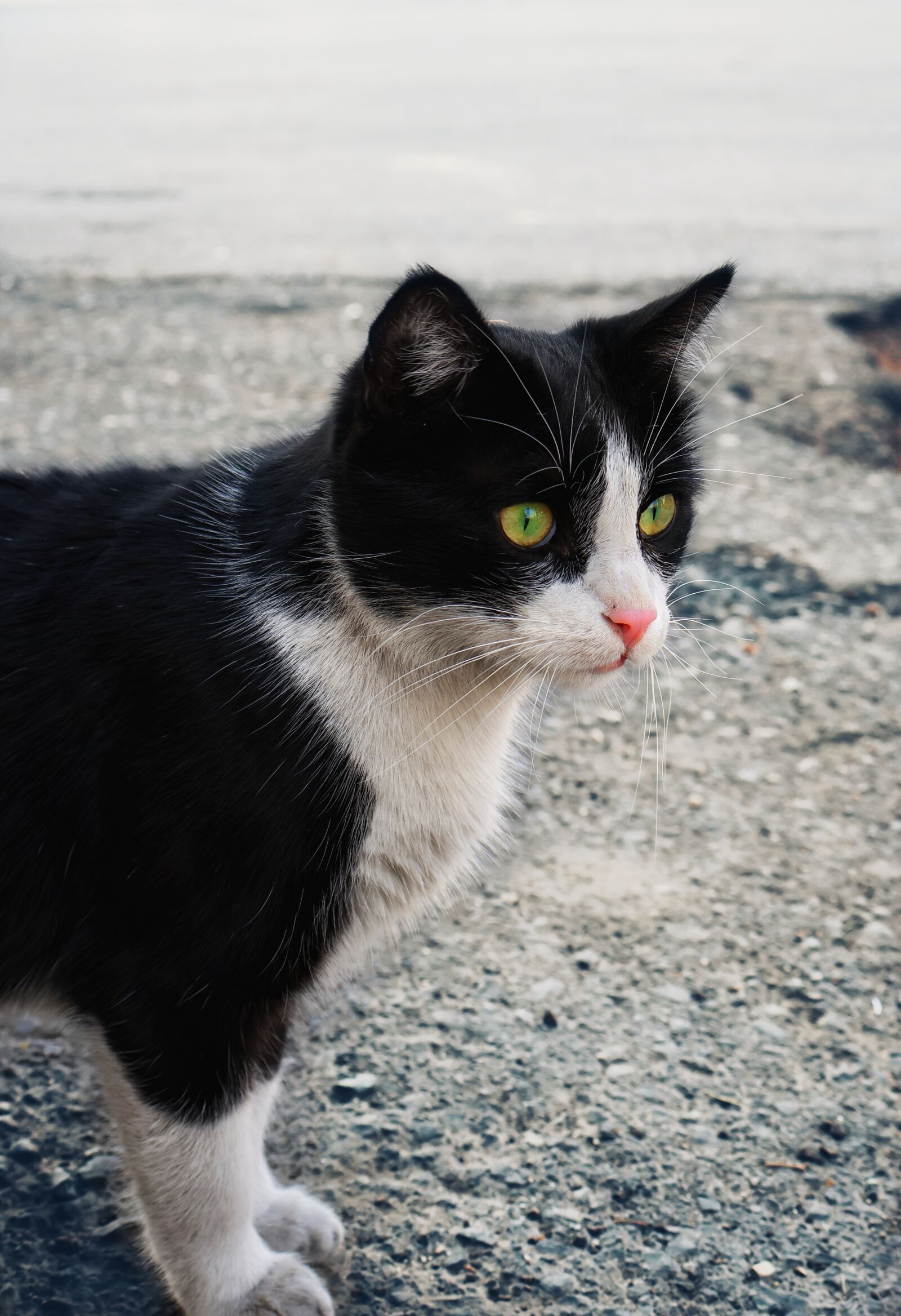 Canon EOS R7 sample photo