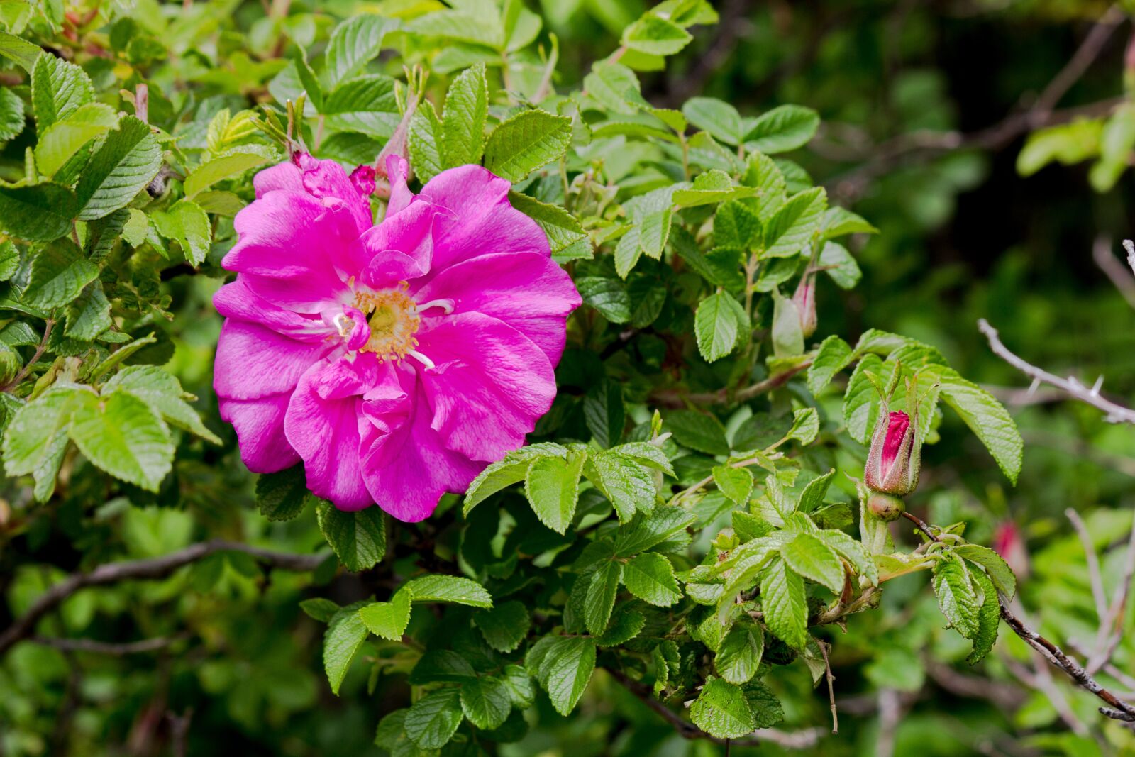 Canon EF-S 55-250mm F4-5.6 IS II sample photo. Wild roses, summer, blossom photography