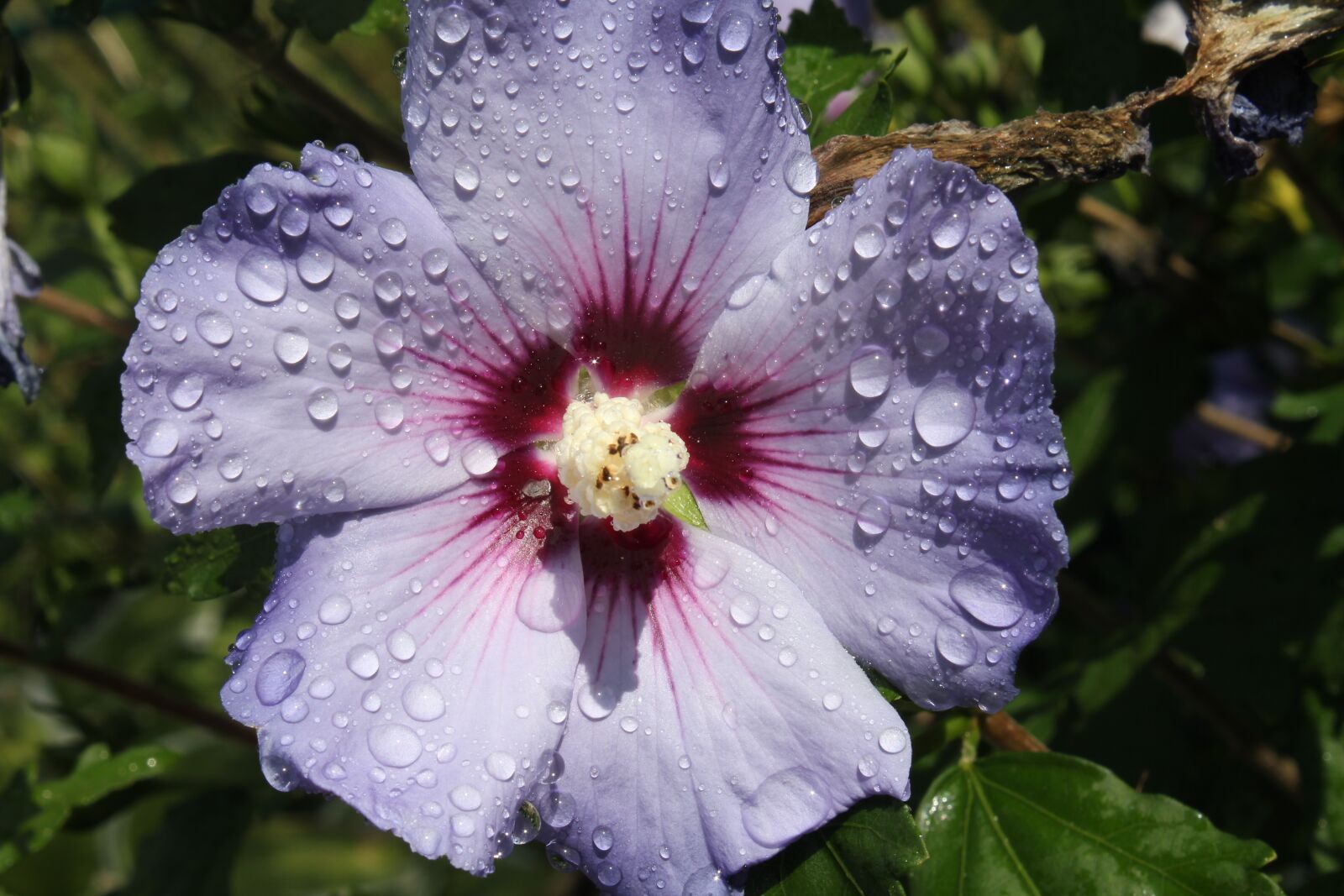 Canon EOS 550D (EOS Rebel T2i / EOS Kiss X4) sample photo. Mallow, flower, hibiscus photography