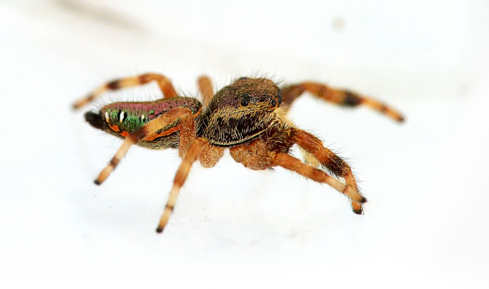 Canon EOS M50 (EOS Kiss M) sample photo. Arachnid, spider, salticidae photography