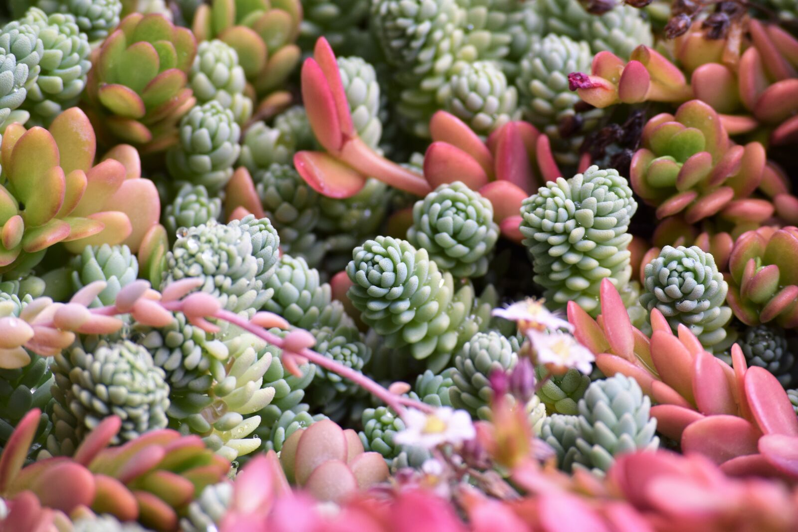 Nikon D3300 sample photo. Succulents, nature, other worldly photography