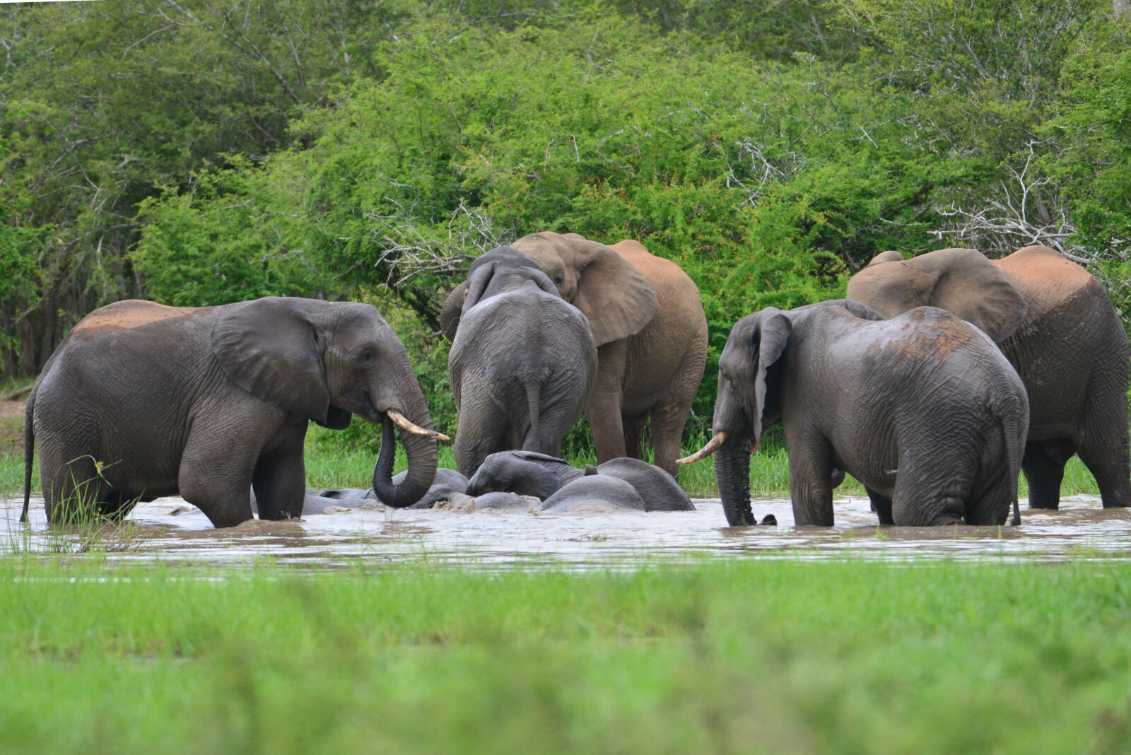 Nikon D800 sample photo. Animal, elephants, wild, wild photography