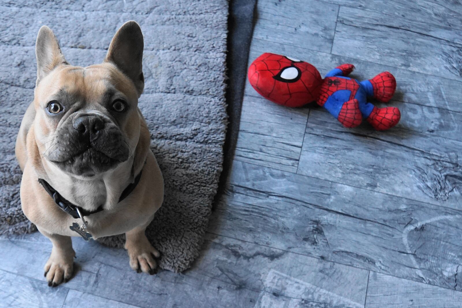 Sony E 18-200mm F3.5-6.3 OSS LE sample photo. French bulldog, dog, toys photography