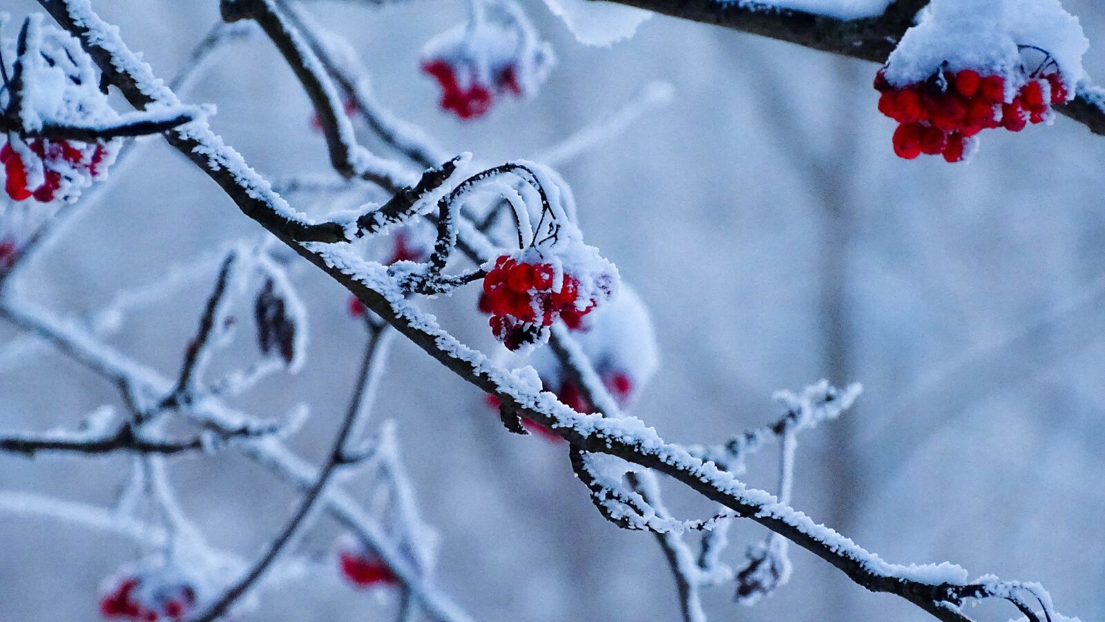 Sony Cyber-shot DSC-HX350 sample photo. Winter, transilvania, nature photography