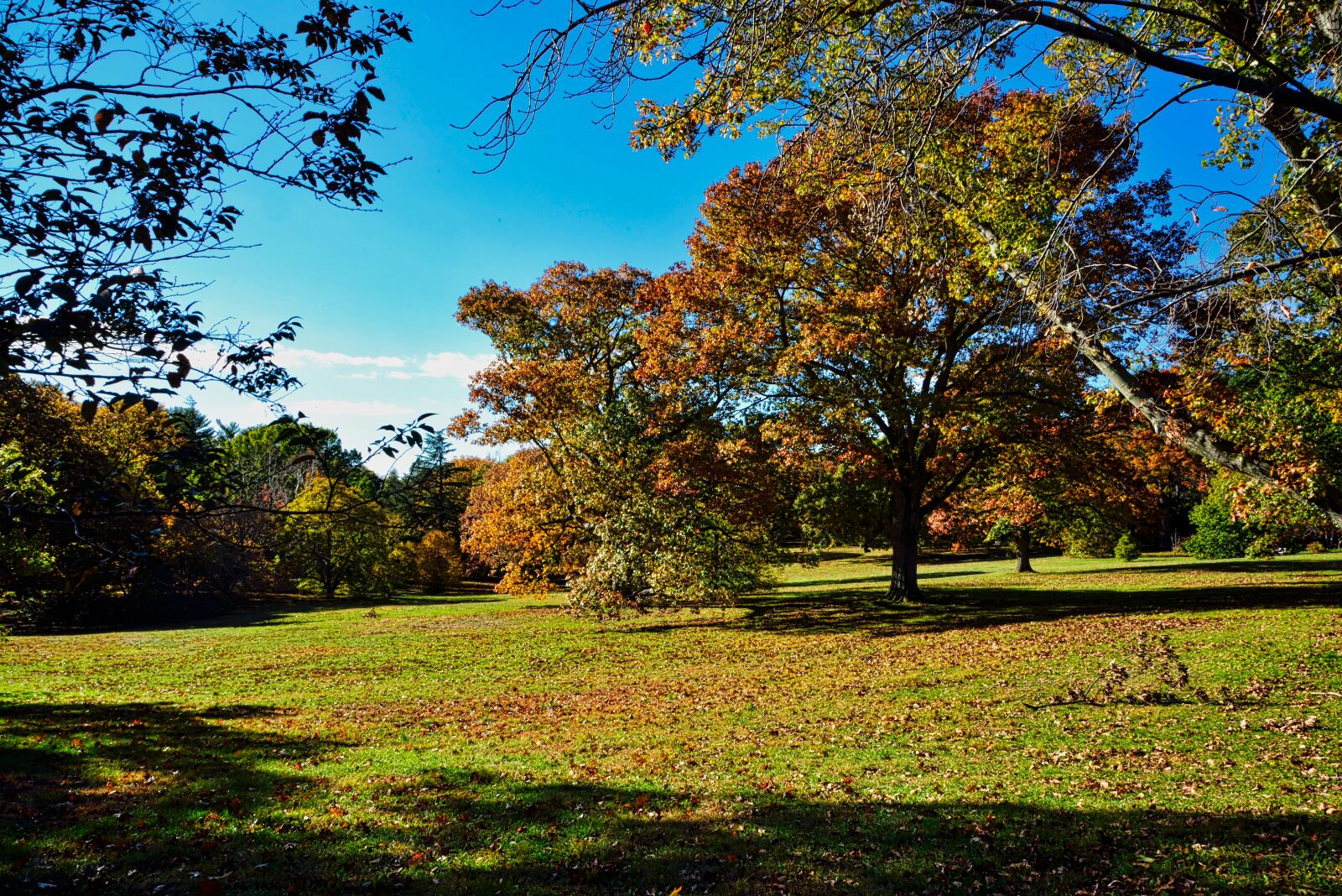 Nikon D750 sample photo. Tree, nature, landscape photography