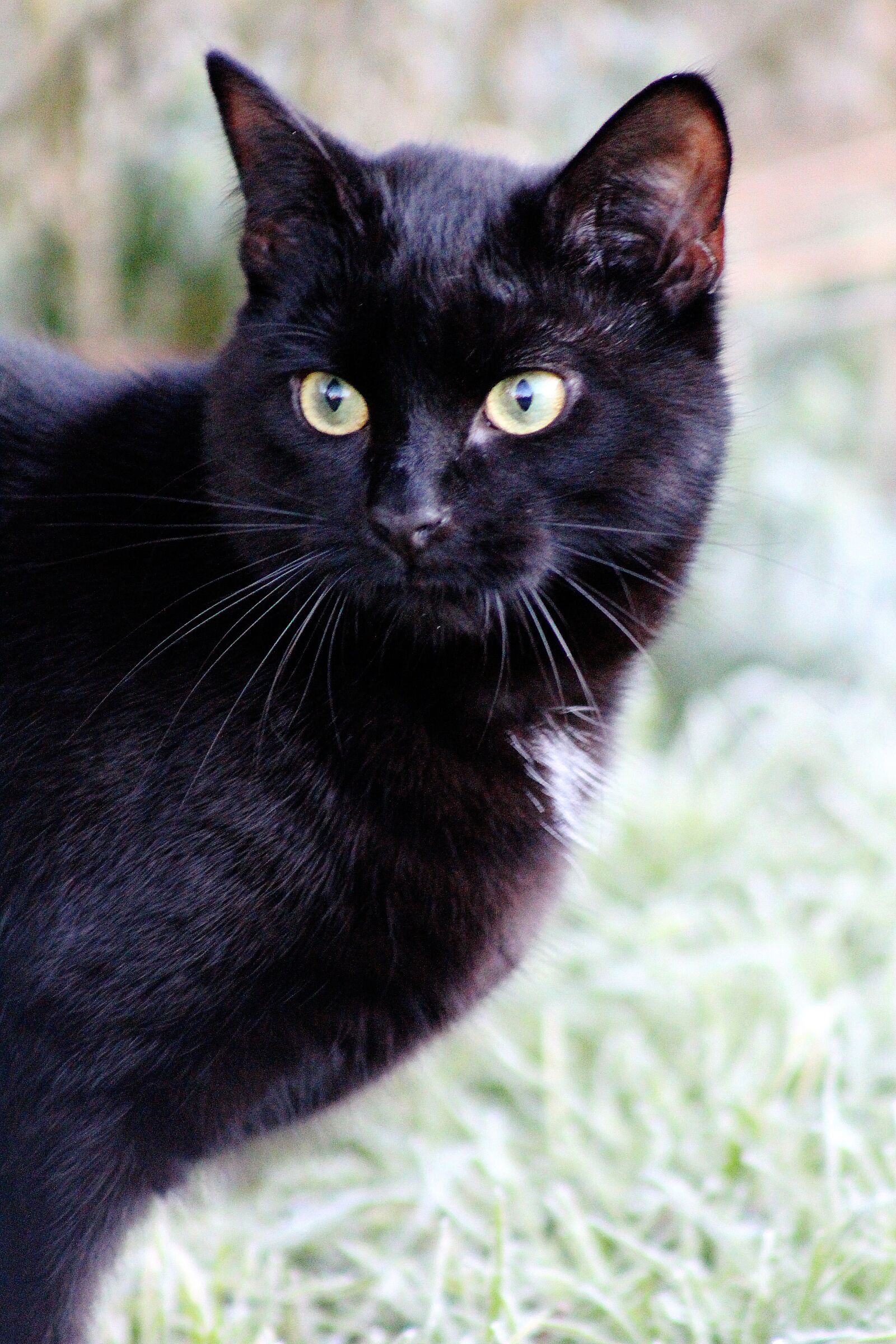 Canon EOS 100D (EOS Rebel SL1 / EOS Kiss X7) sample photo. Cat, black cat, pet photography