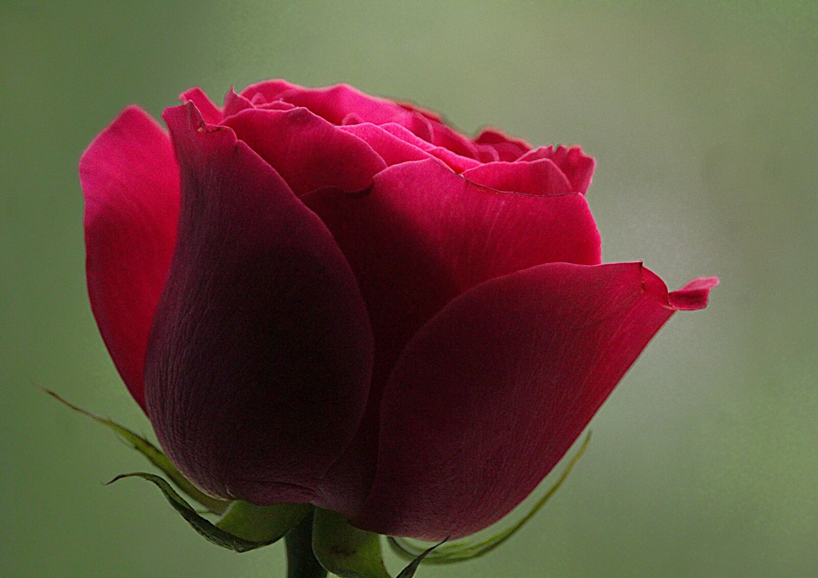 Canon EF-S 55-250mm F4-5.6 IS STM sample photo. Rose, bud, florist photography