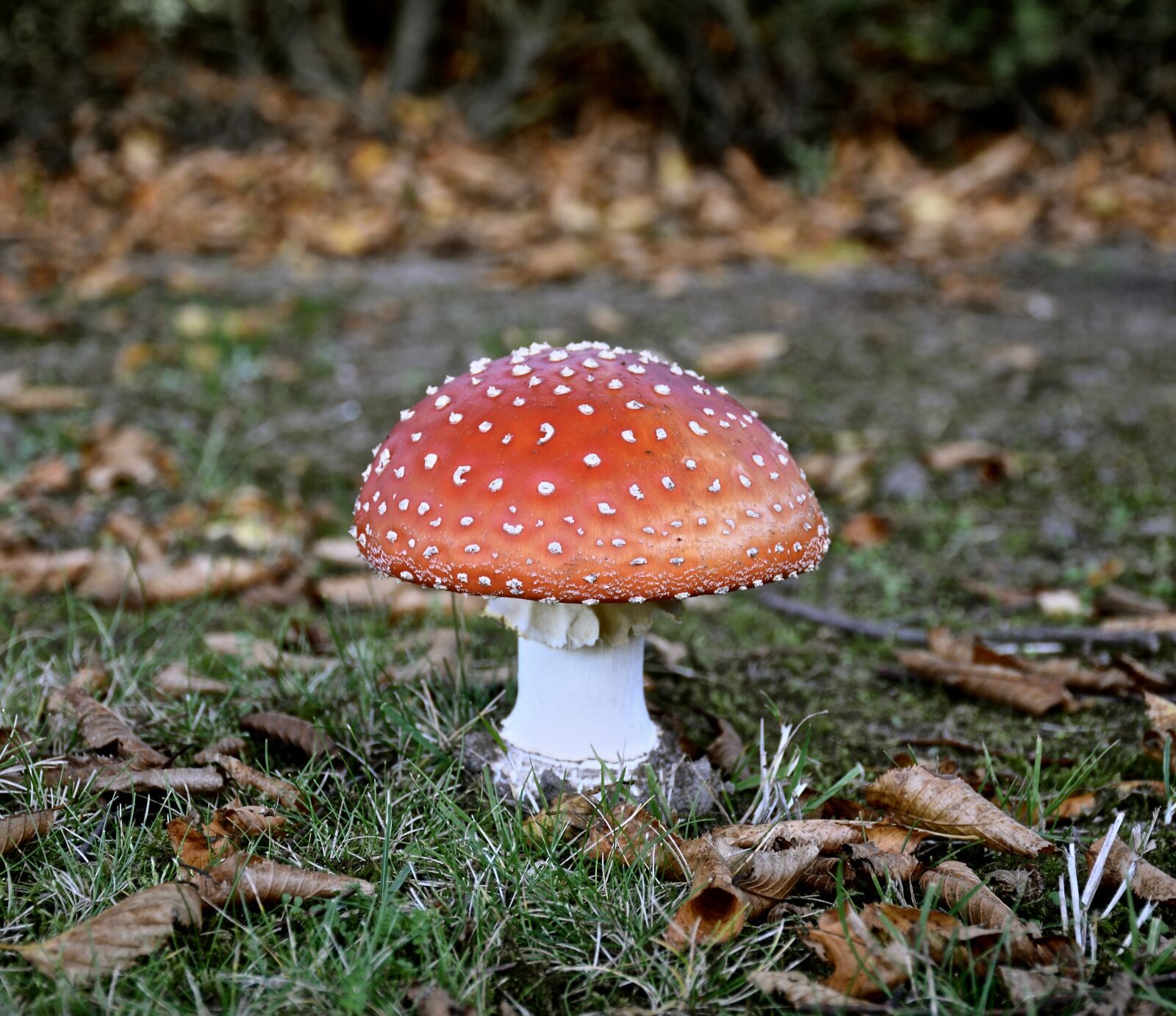 Nikon D7100 sample photo. Mushroom, autumn, fly agaric photography