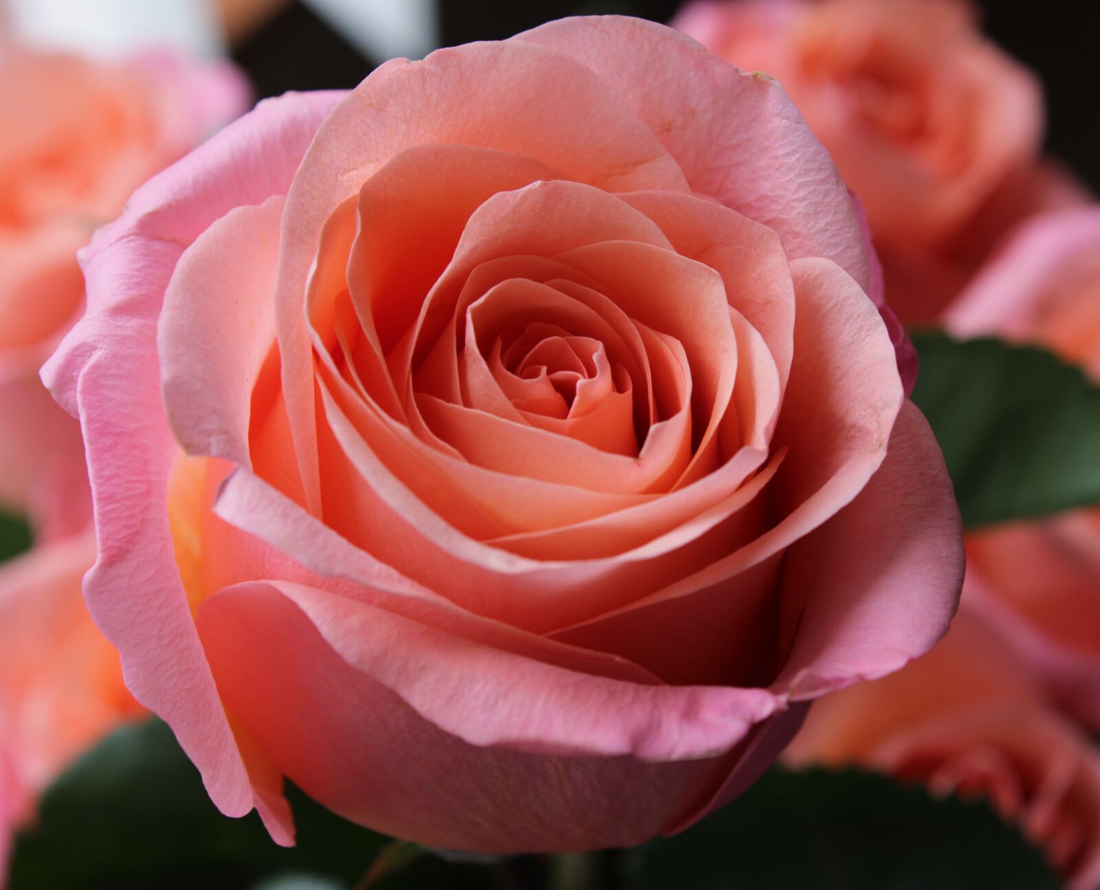 Canon EOS 2000D (EOS Rebel T7 / EOS Kiss X90 / EOS 1500D) sample photo. Pink rose, rose, background photography