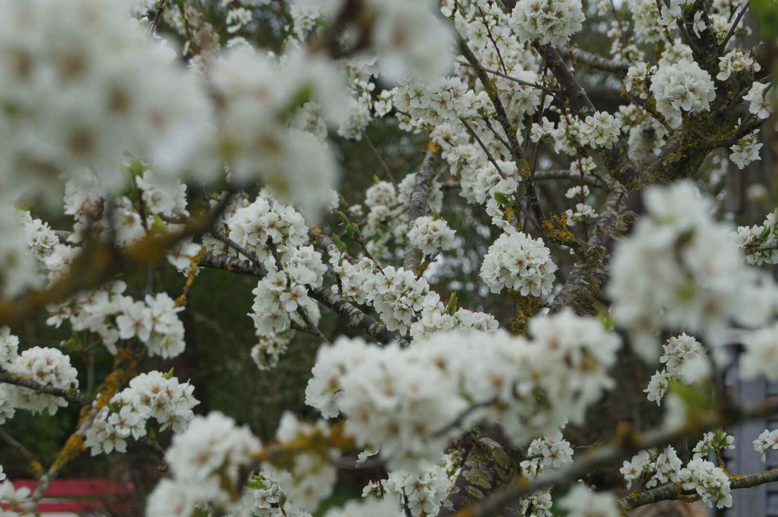 Sony SLT-A57 sample photo. Flowers, wood, natural photography