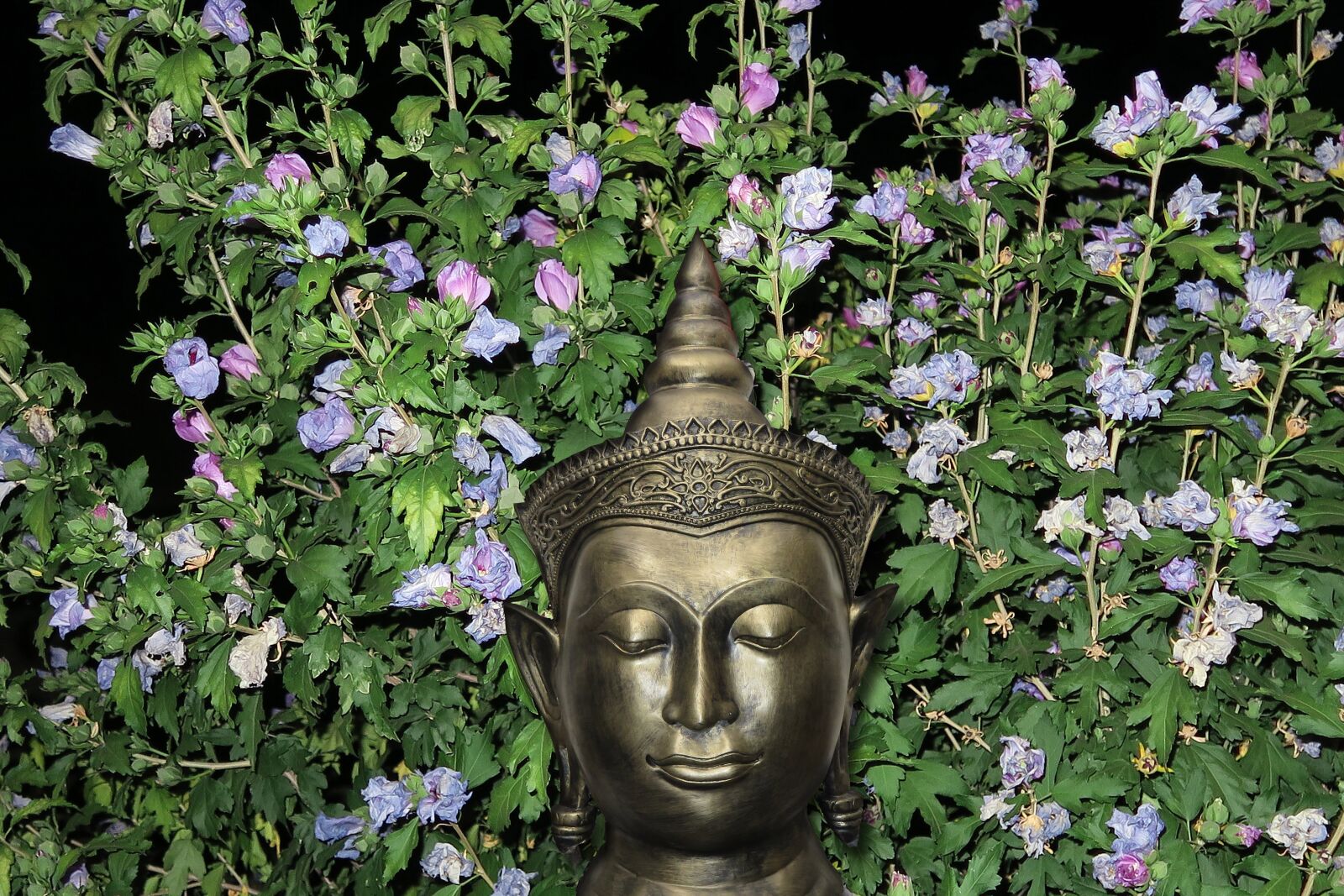 Canon PowerShot G7 X sample photo. Flowers, beauty, buddha photography