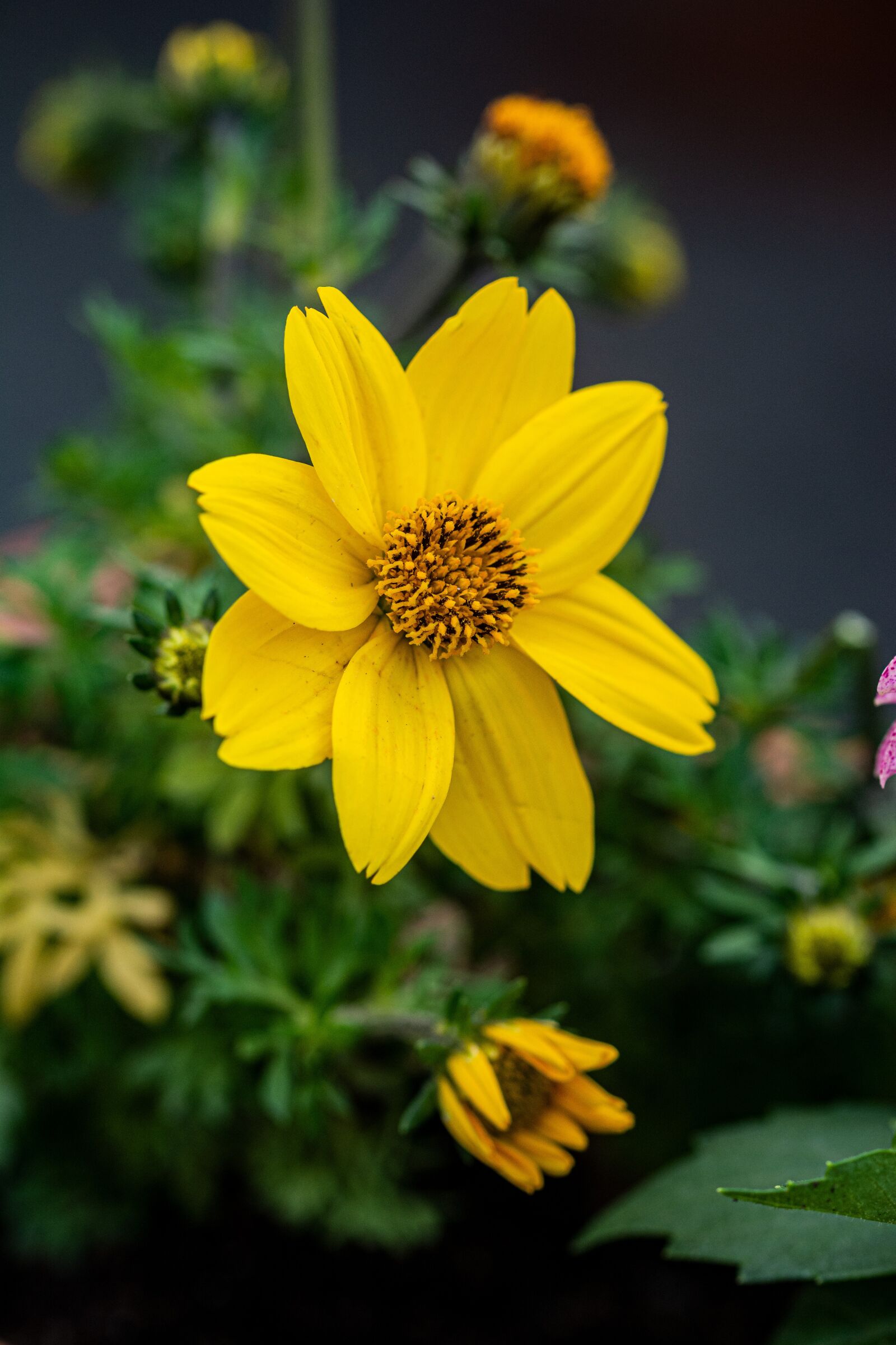Nikon D7100 sample photo. Letnička, flower, yellow photography