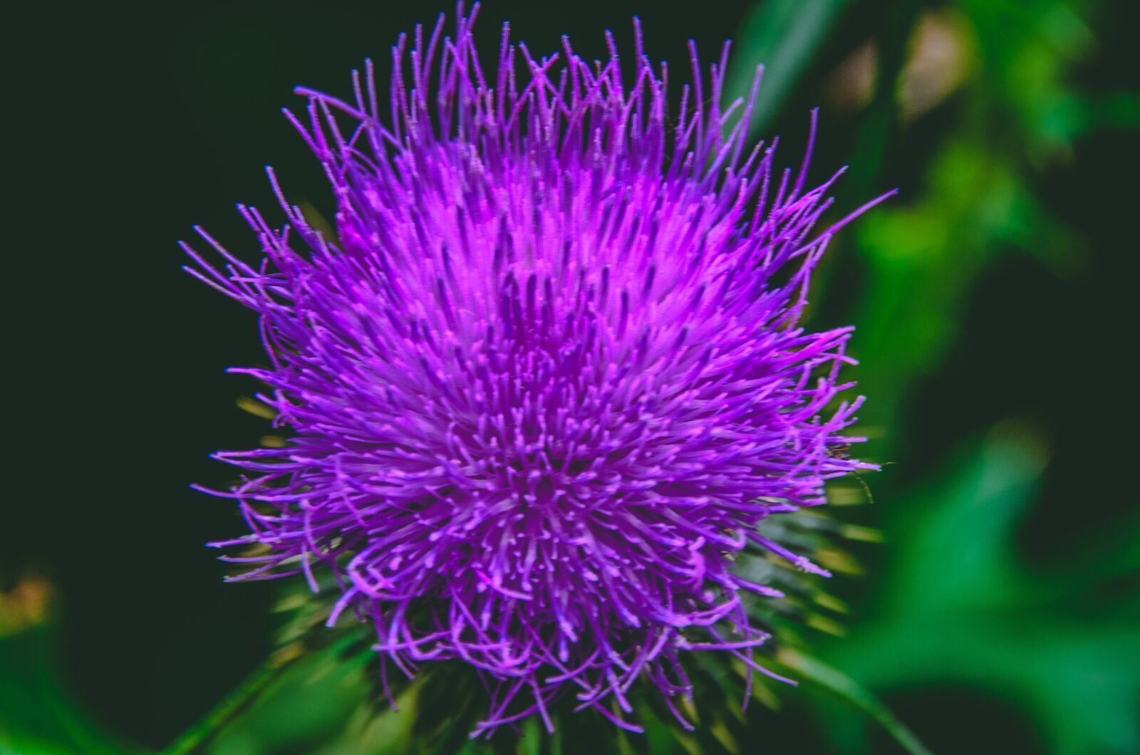Nikon D5100 sample photo. Close up, purple, blossom photography