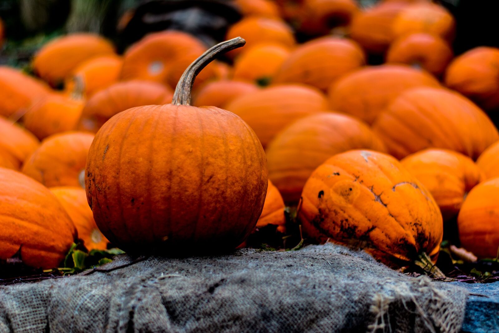 Nikon D7100 sample photo. Halloween, autumn, pumpkin photography