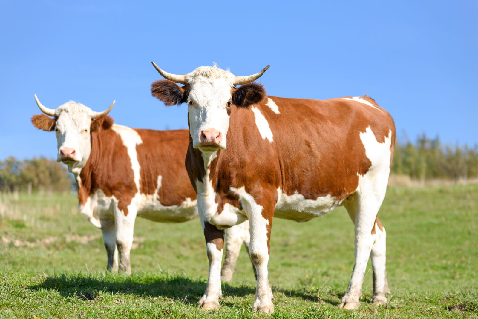 Nikon D750 sample photo. Cows on pasture, milk photography