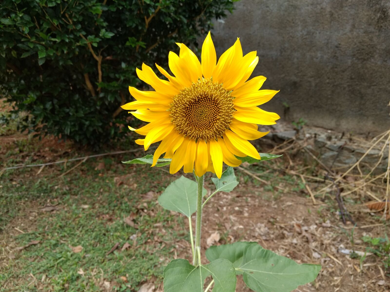 Motorola Moto G (4) sample photo. Sunflower, splendor, single photography