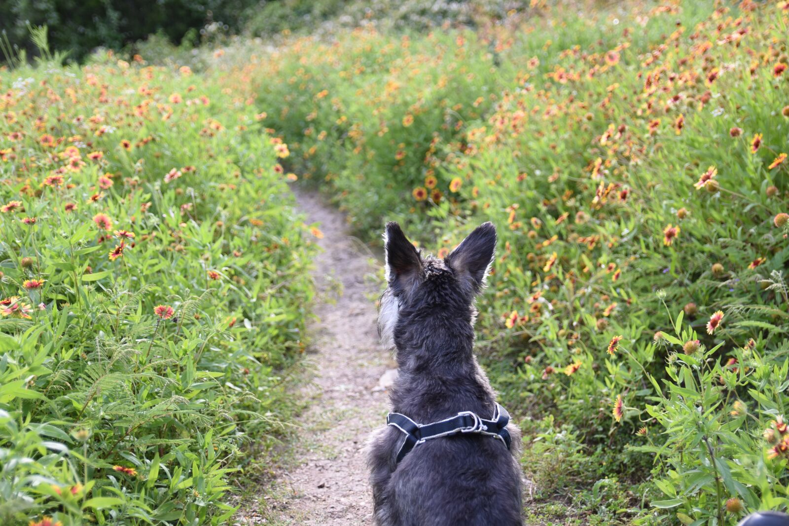 Nikon D7200 sample photo. Pet, cute, landscape photography
