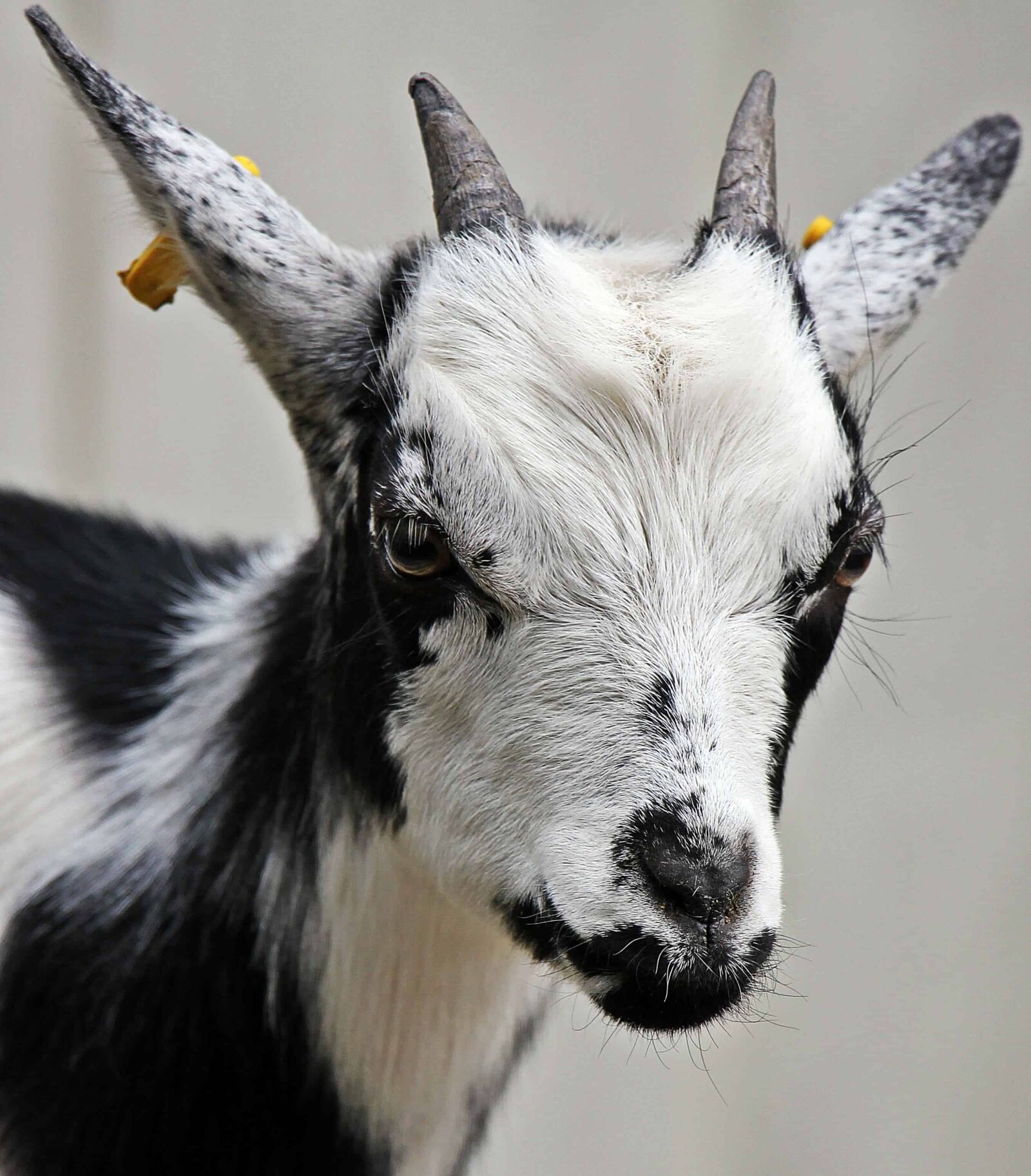 Canon EOS 550D (EOS Rebel T2i / EOS Kiss X4) sample photo. Cute, animal, black goat photography