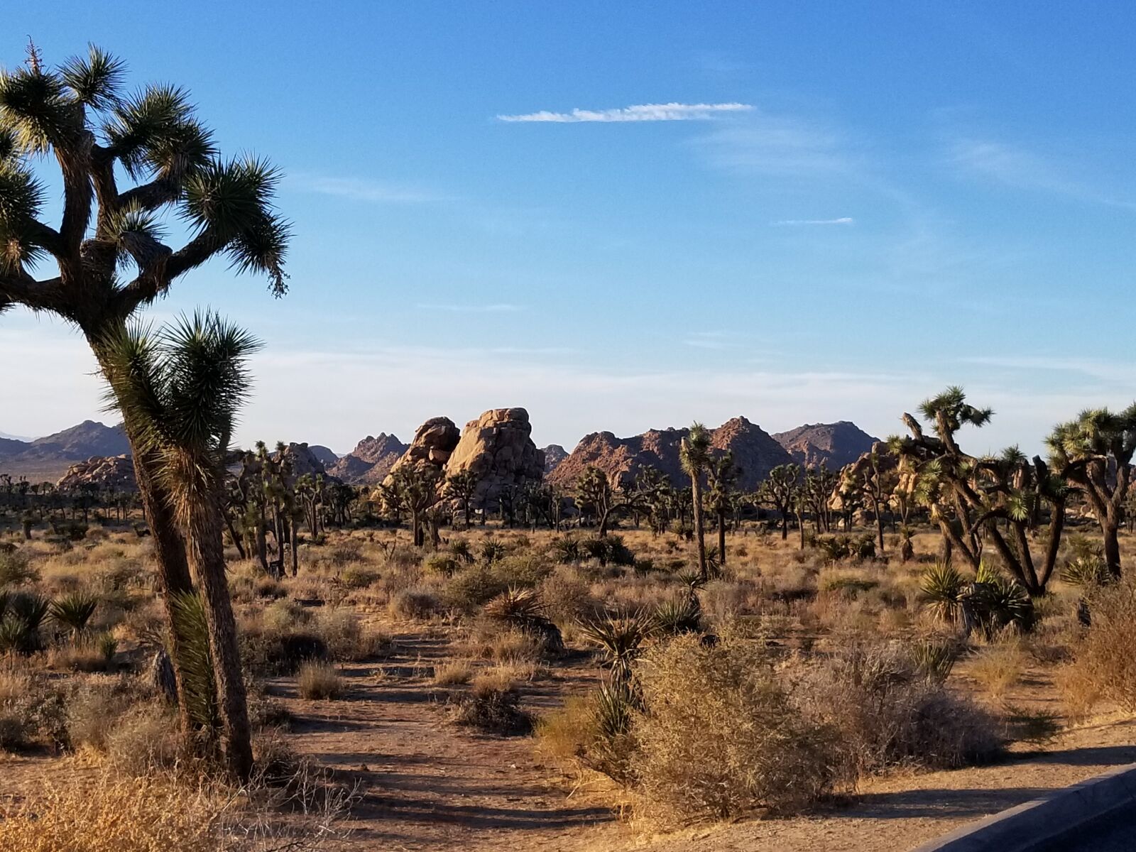 Samsung Galaxy S8 sample photo. Desert, landscape, tree photography
