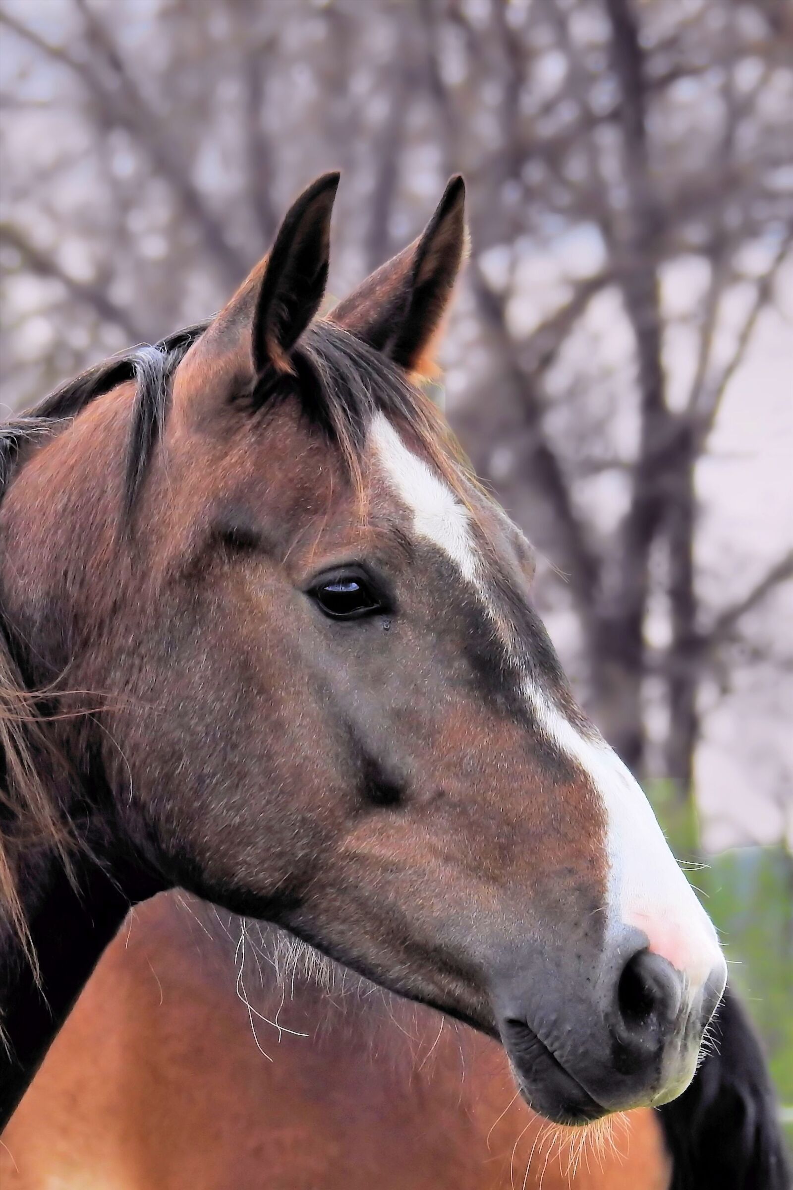 Nikon Coolpix P900 sample photo. Horse, horse head, pferdeportrait photography