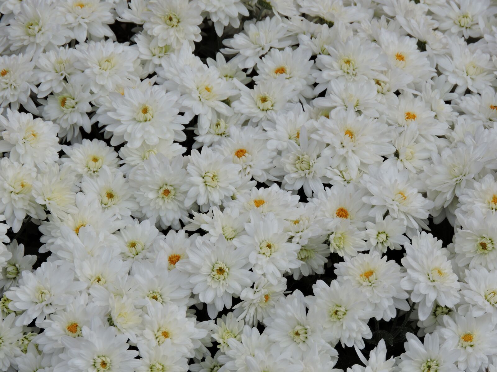 Nikon Coolpix P600 sample photo. Flower, flora, nature photography