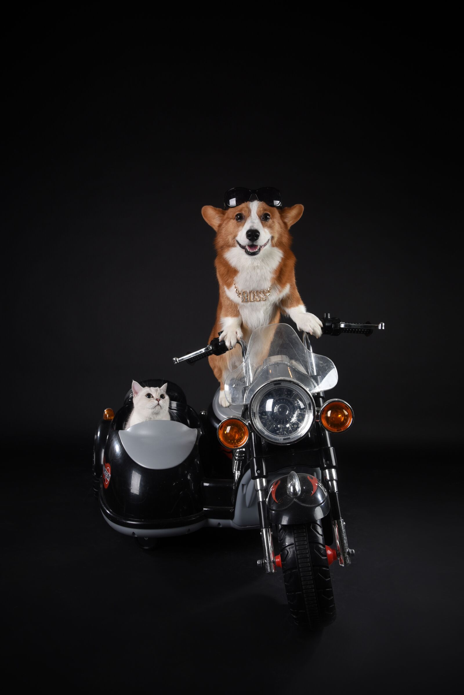 Nikon D750 sample photo. Pets, dog photography