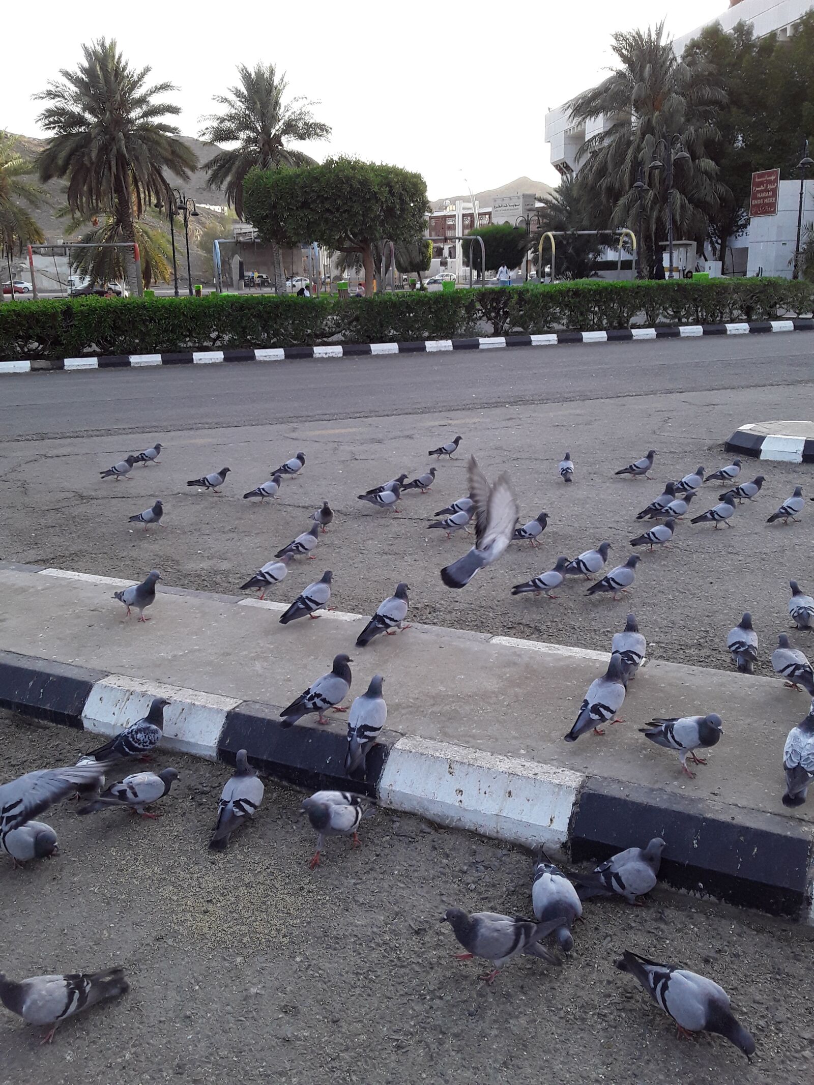 Samsung Galaxy J2 Core sample photo. Heavens birds, mecca saudi photography