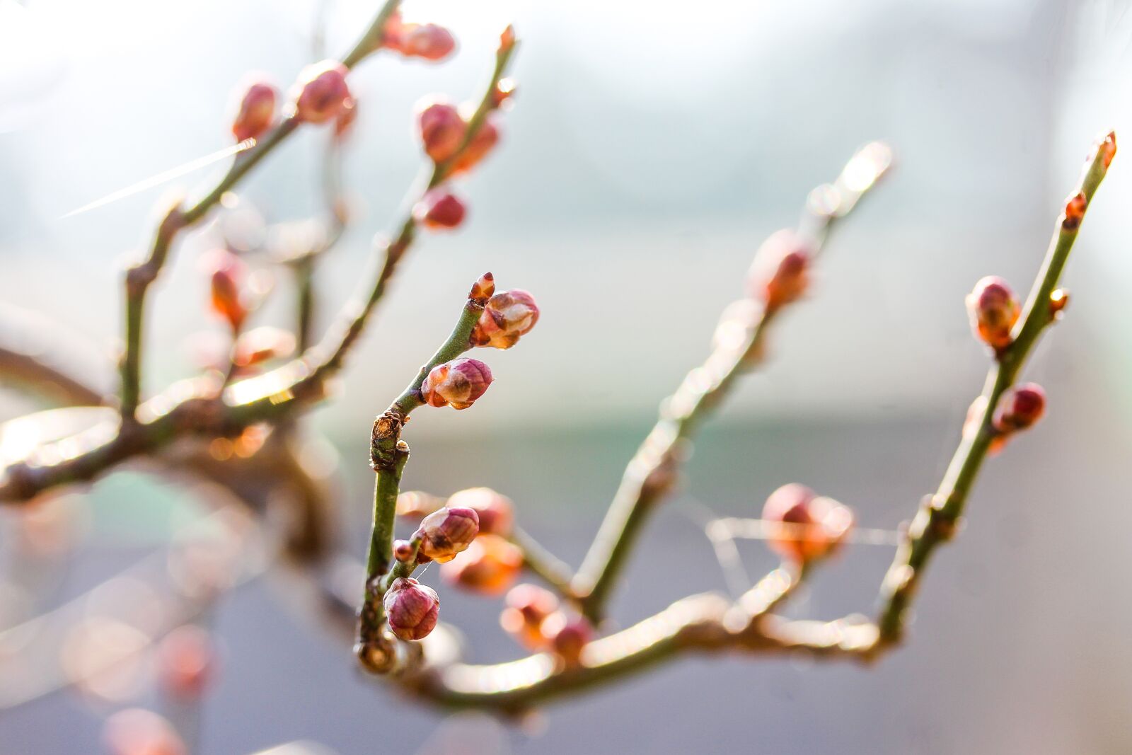 Canon EF-S 60mm F2.8 Macro USM sample photo. Prunus mume, dwarf almond photography