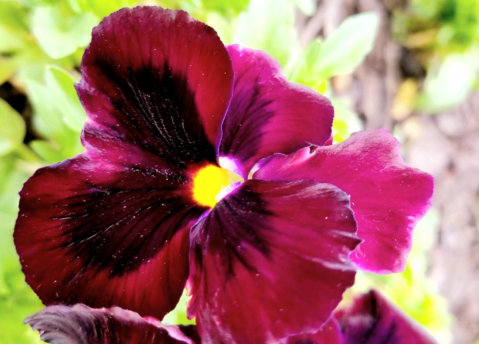 Samsung Galaxy S8 Active sample photo. Flower, purple, nature photography