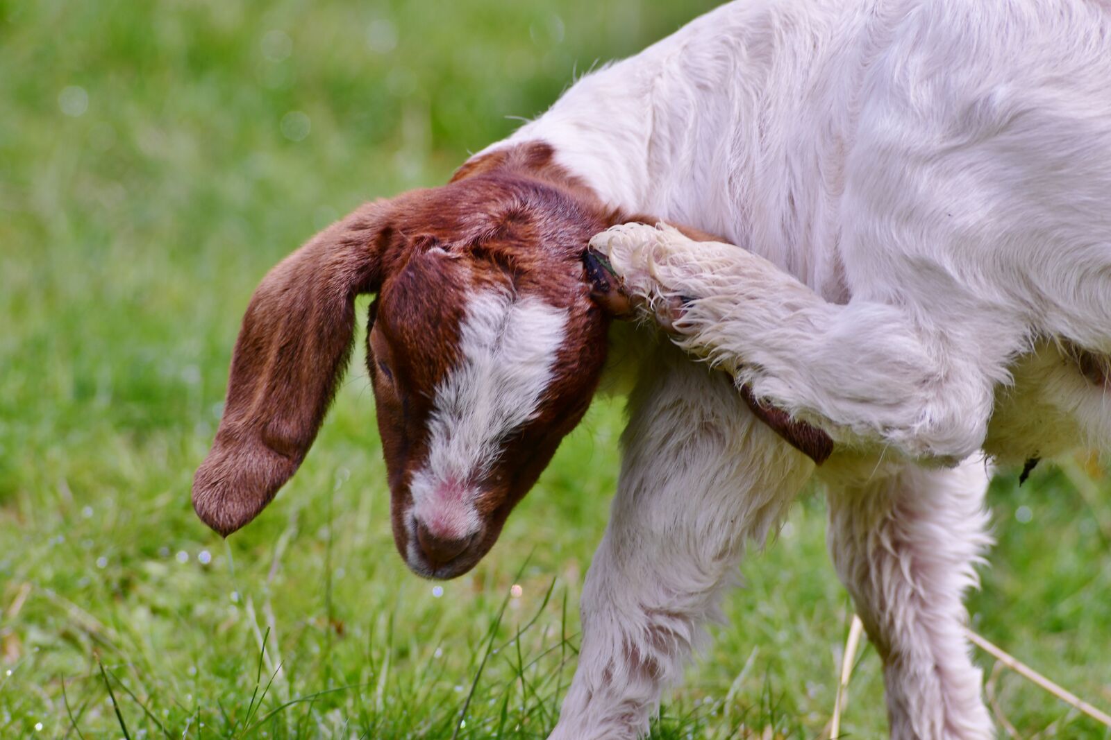 Nikon D500 sample photo. Kid, goat, itching photography