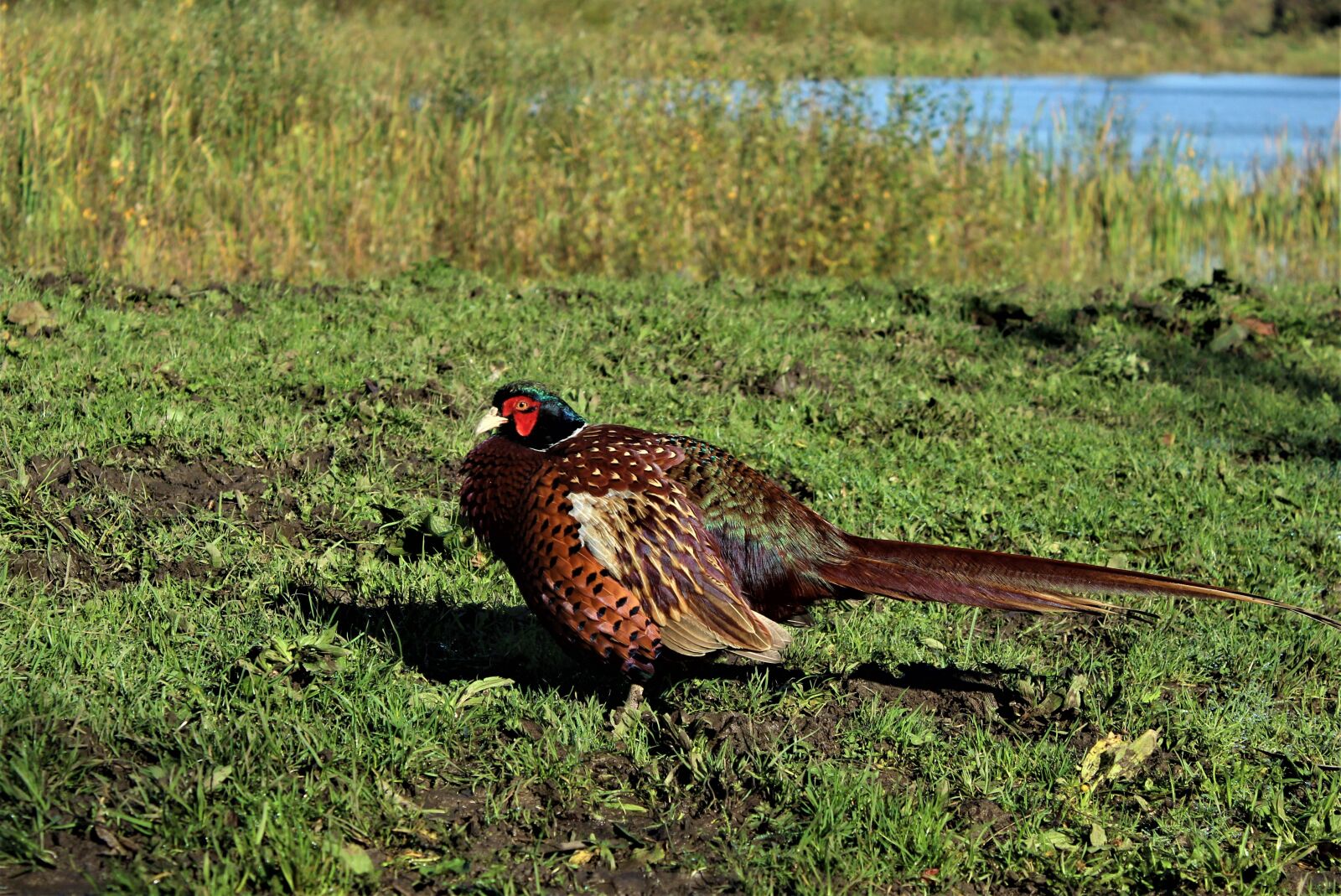 Canon EOS 4000D (EOS Rebel T100 / EOS 3000D) sample photo. Bird, pheasant, plumage photography