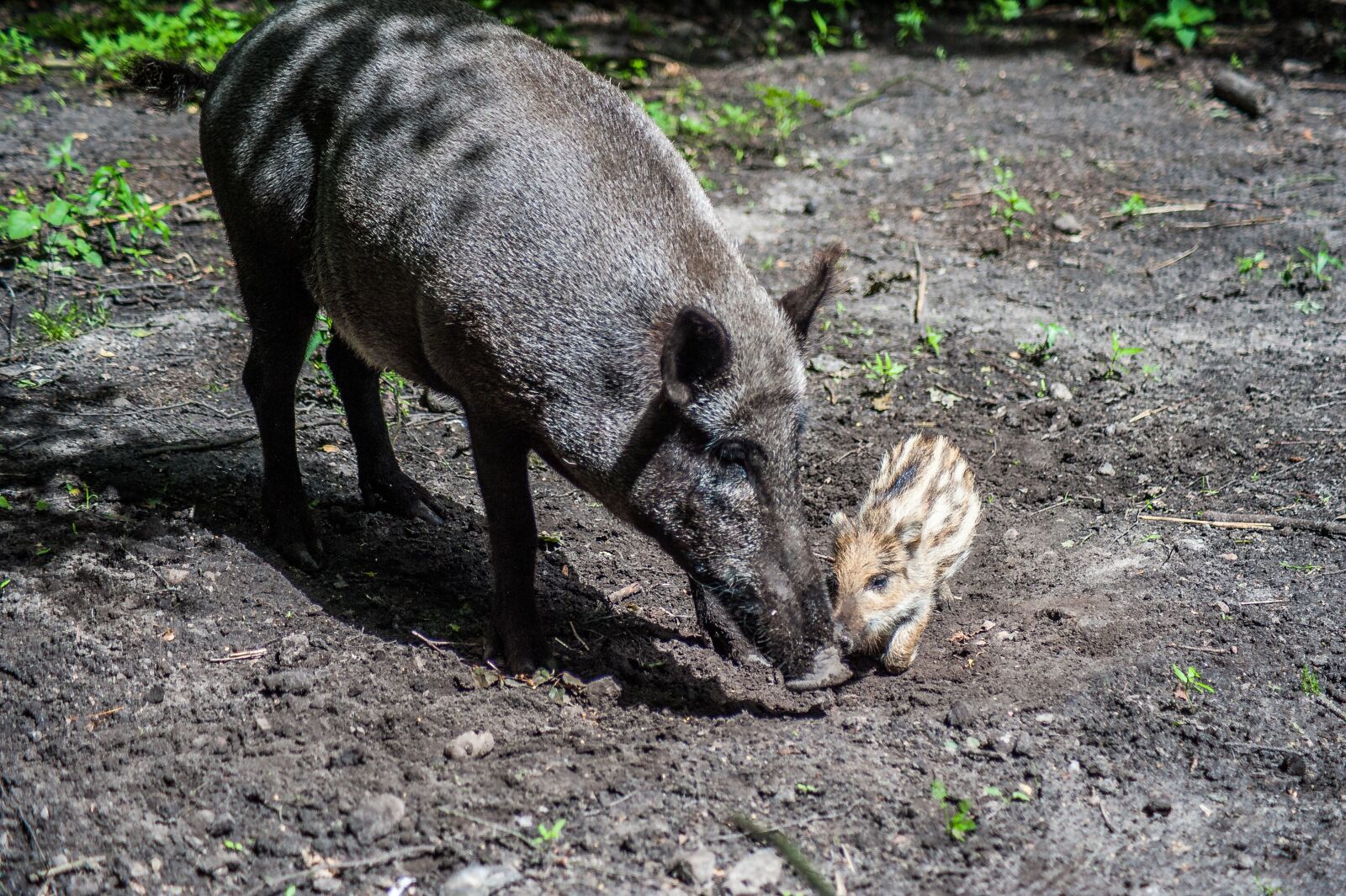 Nikon D700 sample photo. Boar, young, bache photography
