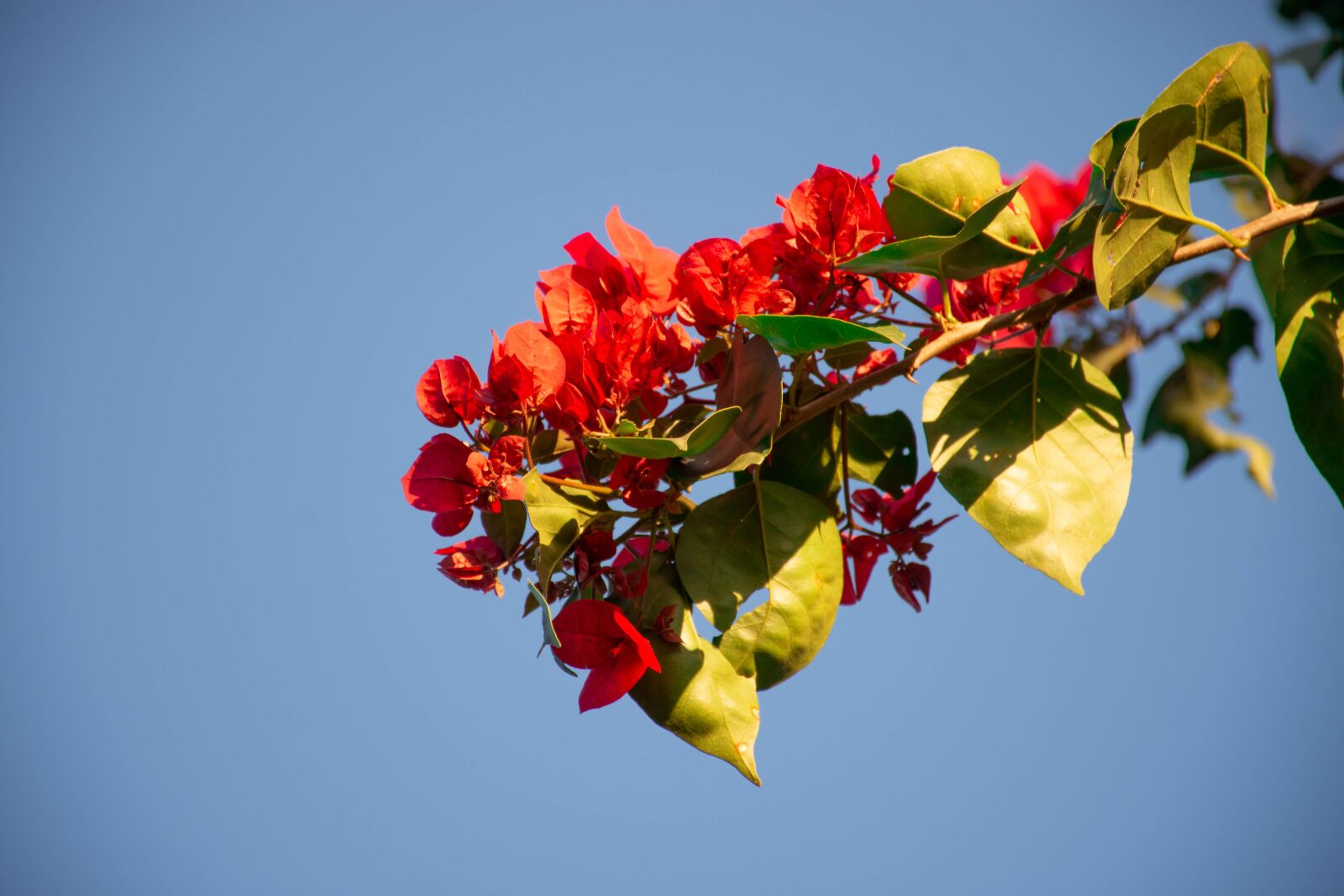 Nikon D7200 sample photo. Flower, plant, bloom photography
