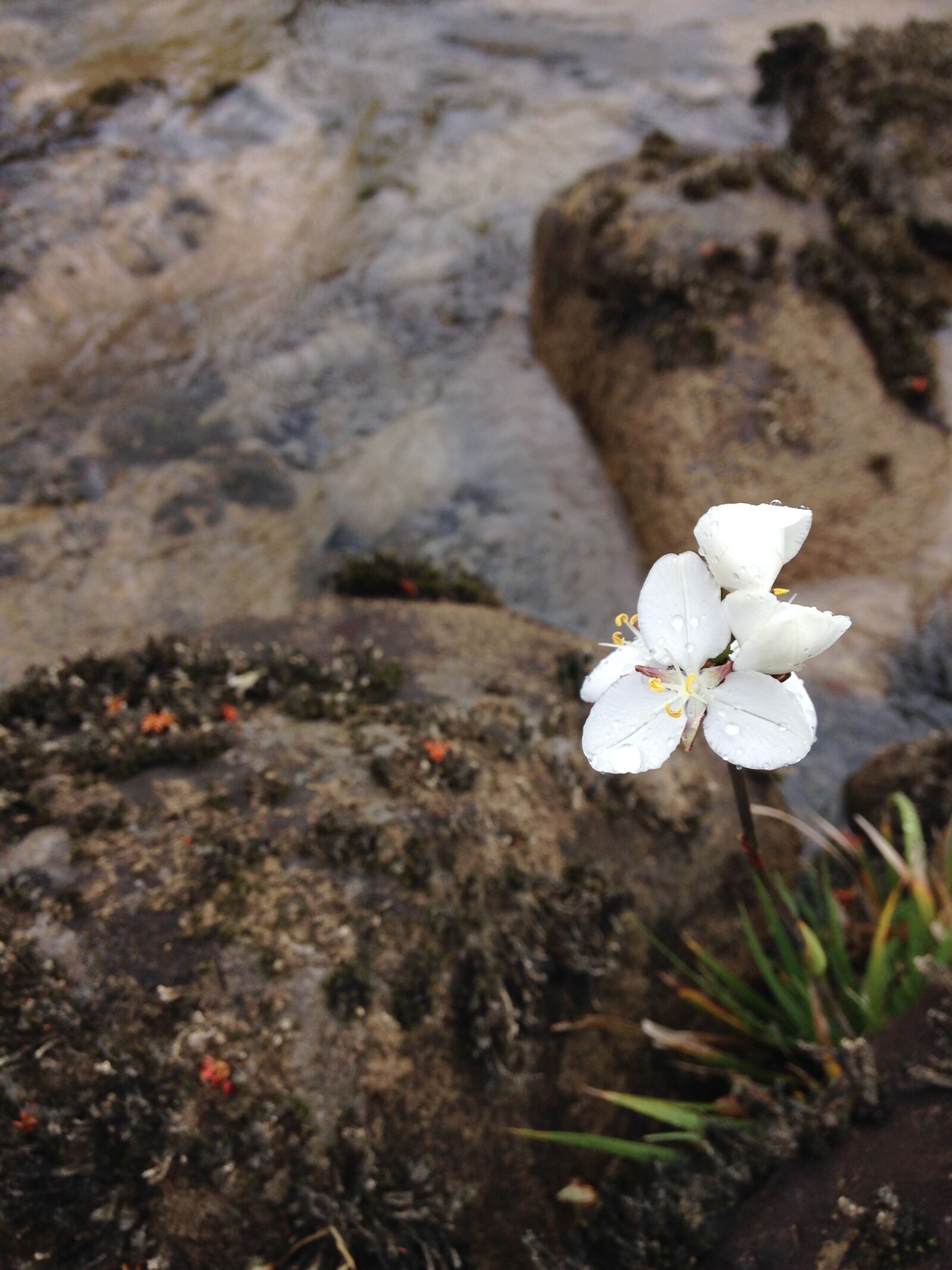 iPhone 5c back camera 4.12mm f/2.4 sample photo. Flower, white, river photography