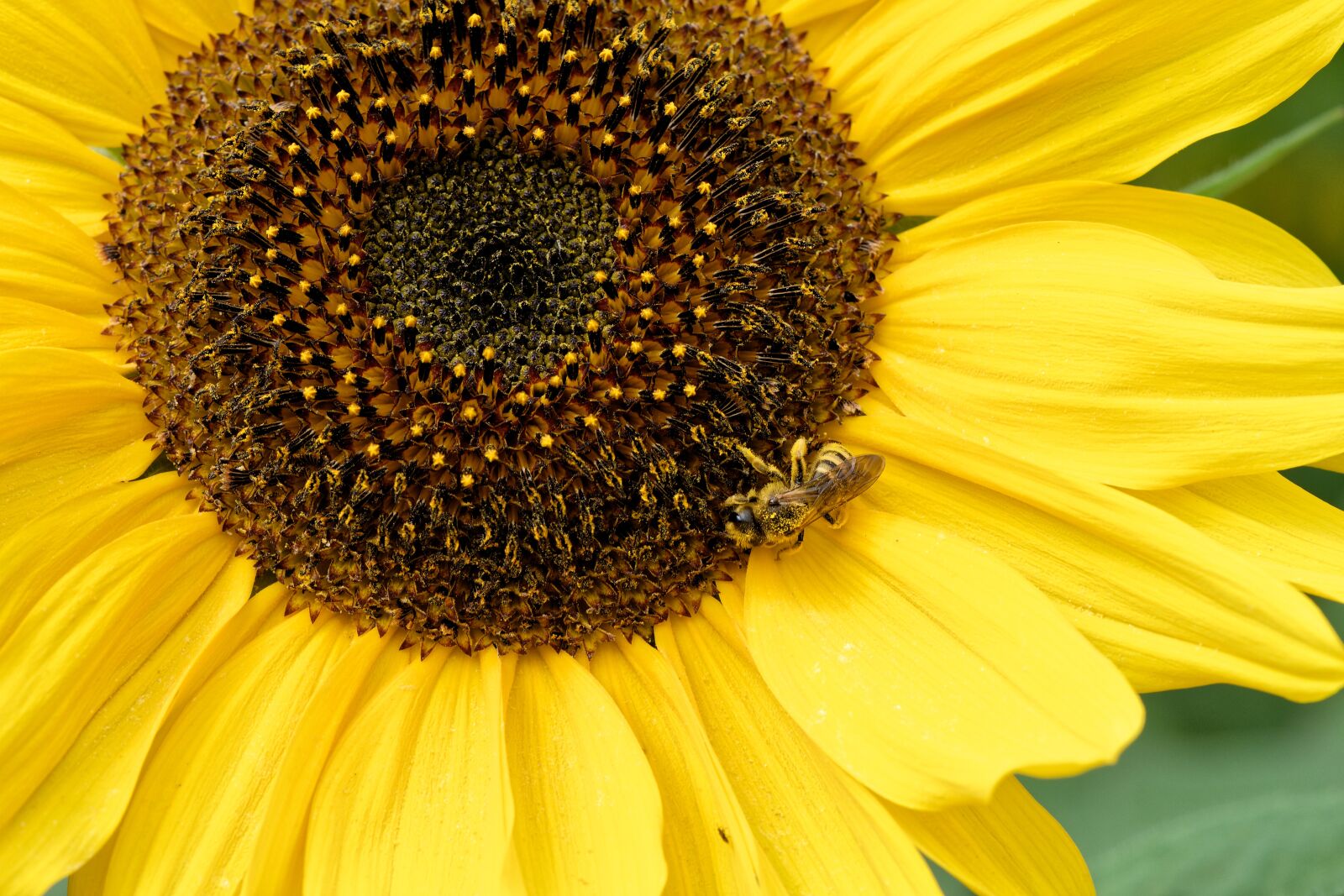 Nikon D7200 sample photo. Bees, sunflower, yellow photography