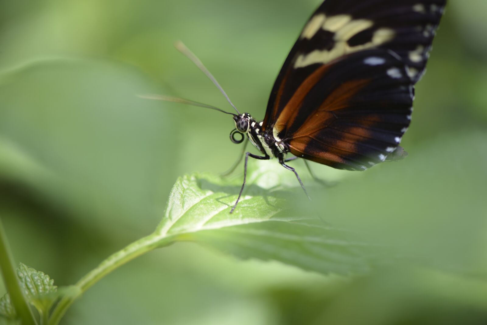 Nikon D610 sample photo. Butterfly, wing, insect photography