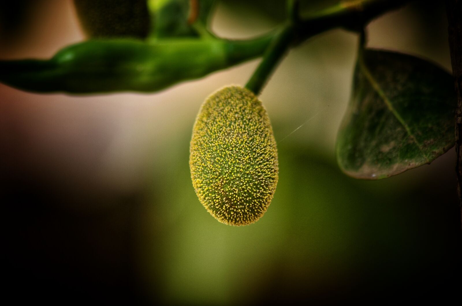 Nikon D5100 sample photo. Jackfruit, fruit, small photography