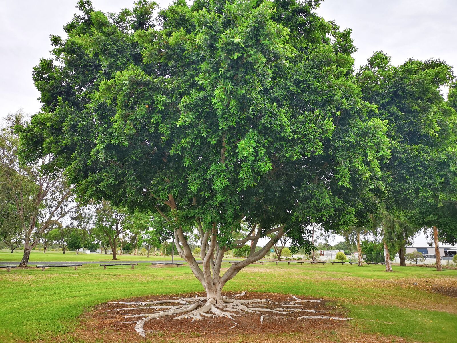 HUAWEI CLT-L29 sample photo. Tree, deep rooted tree photography