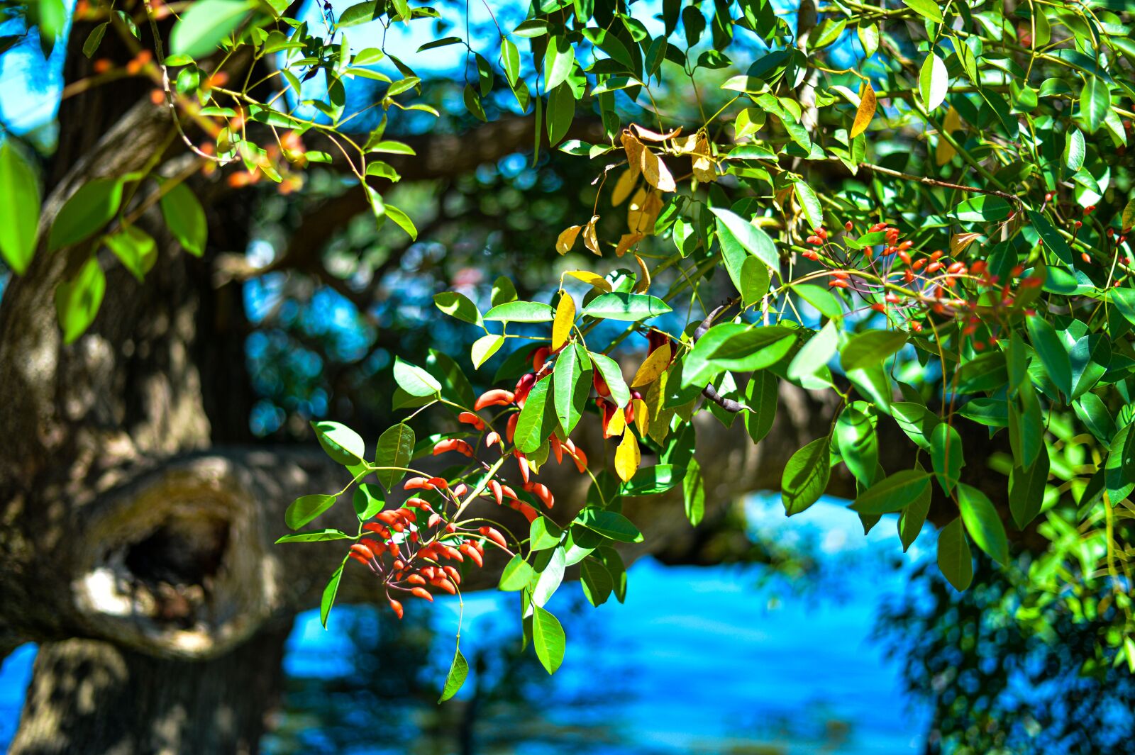 Nikon Df sample photo. Natura, albero, fiori photography