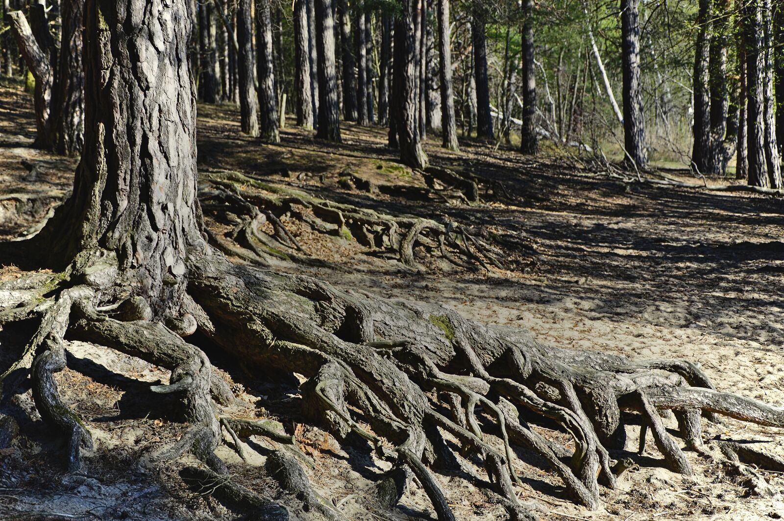 Nikon D3200 sample photo. Root, tree roots, forest photography