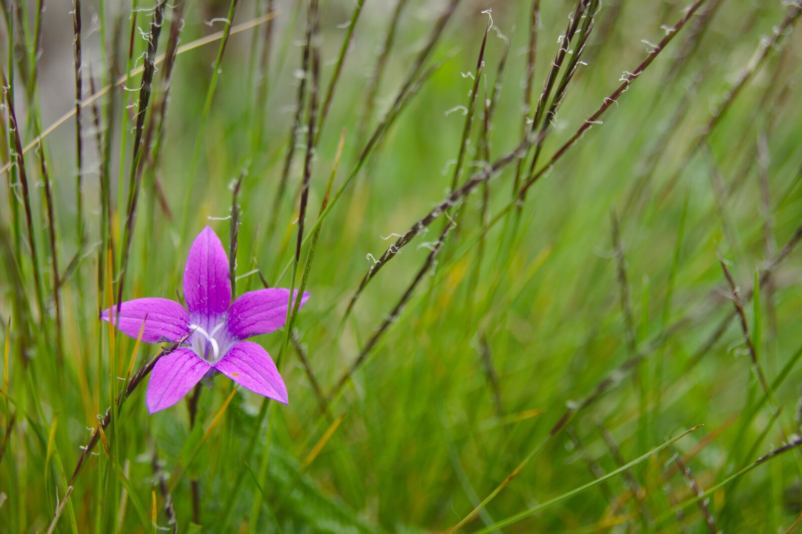 Canon EOS 600D (Rebel EOS T3i / EOS Kiss X5) sample photo. Flower, mov, spring photography